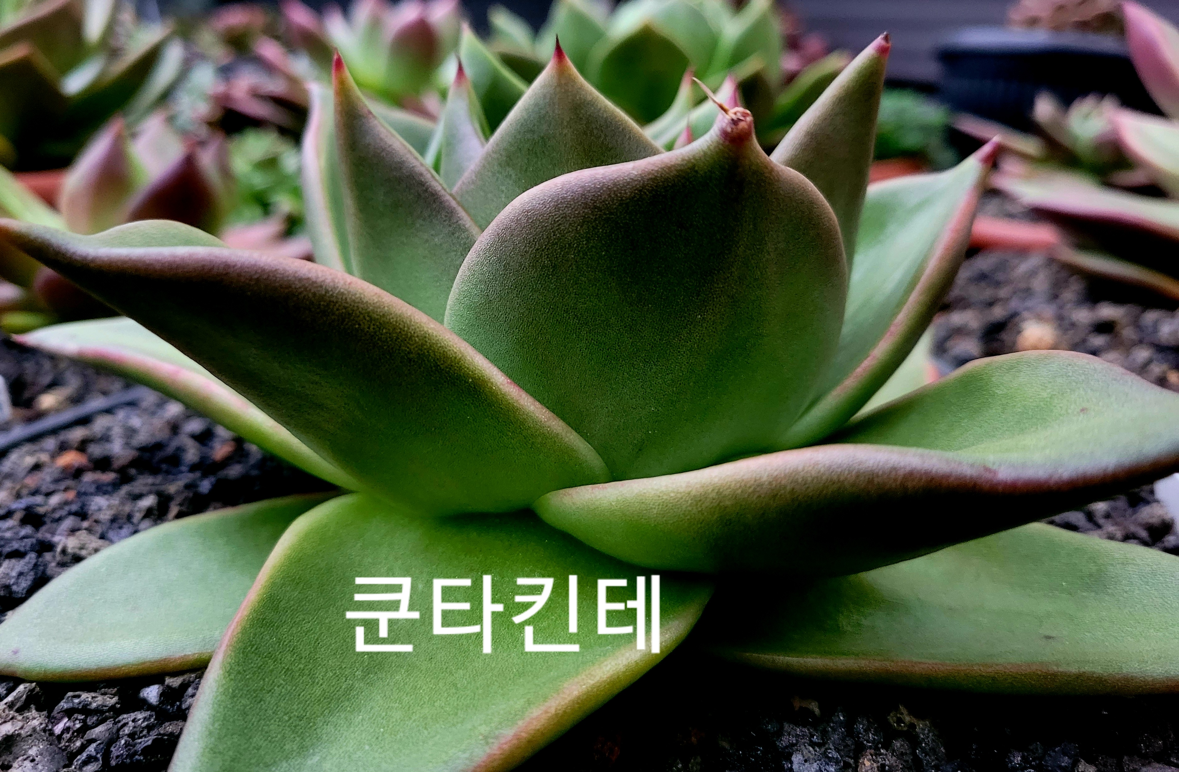 쿤타킨테 이미지