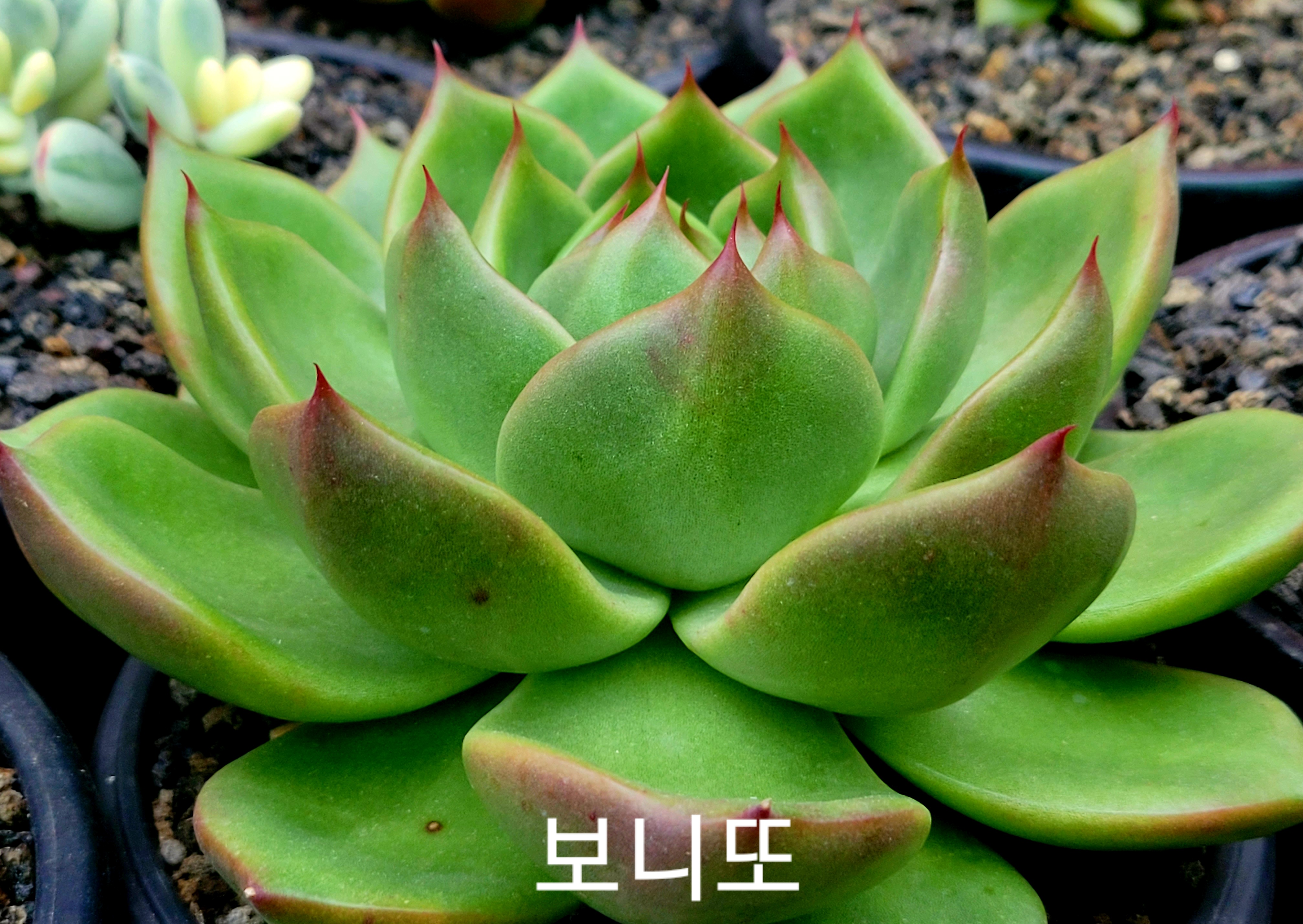 보니또 이미지