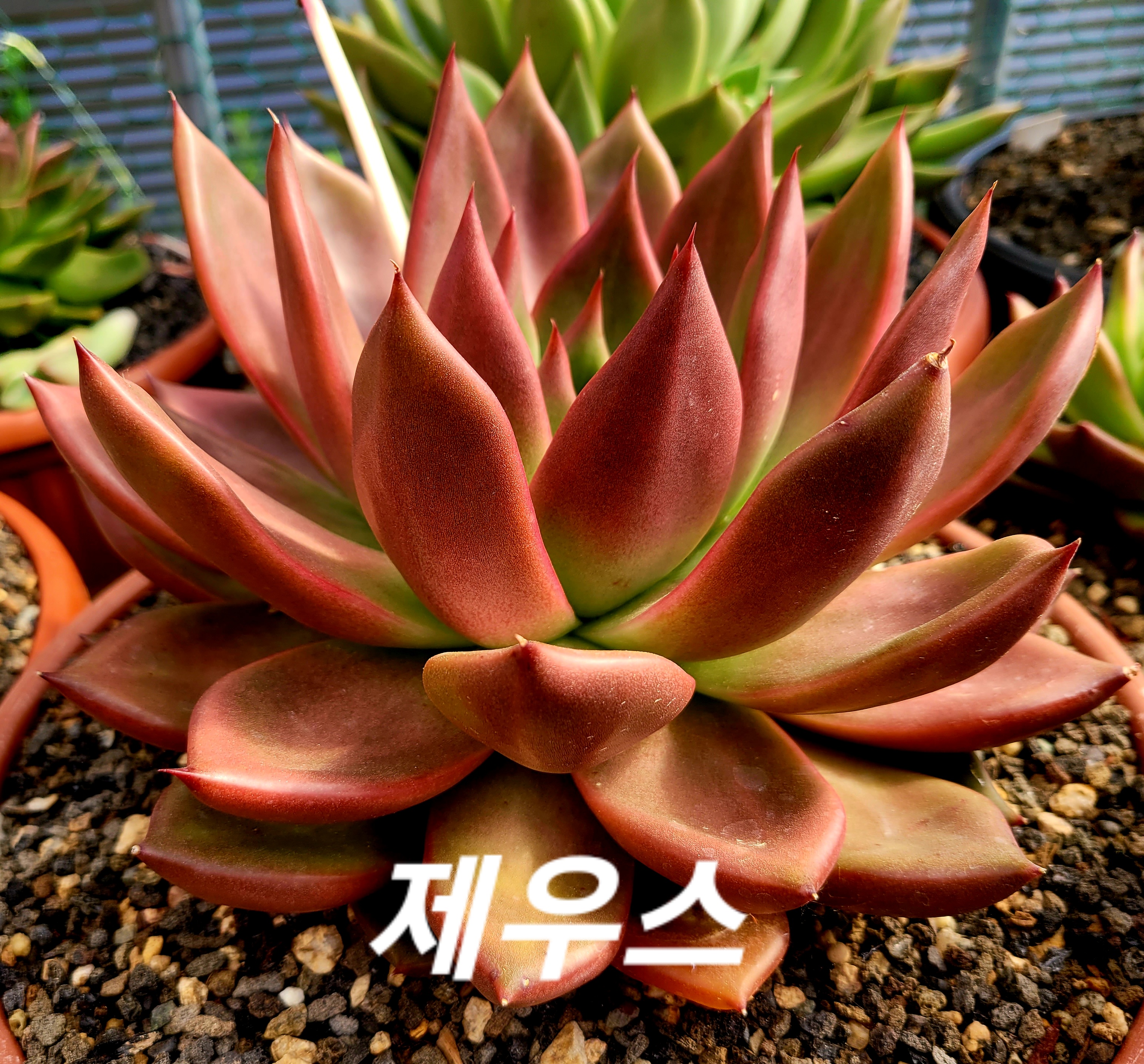 제우스 이미지