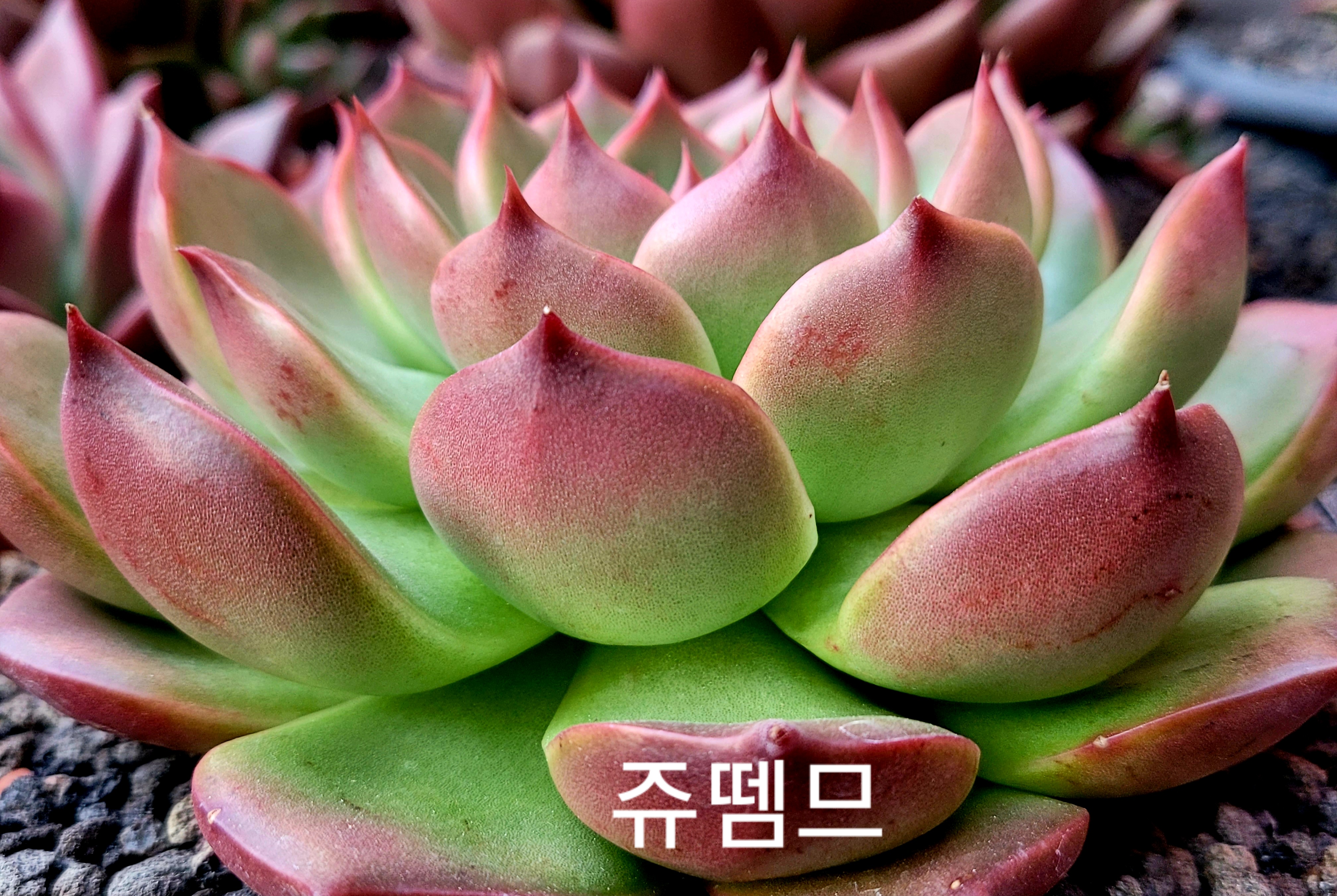 쥬뗌므 이미지