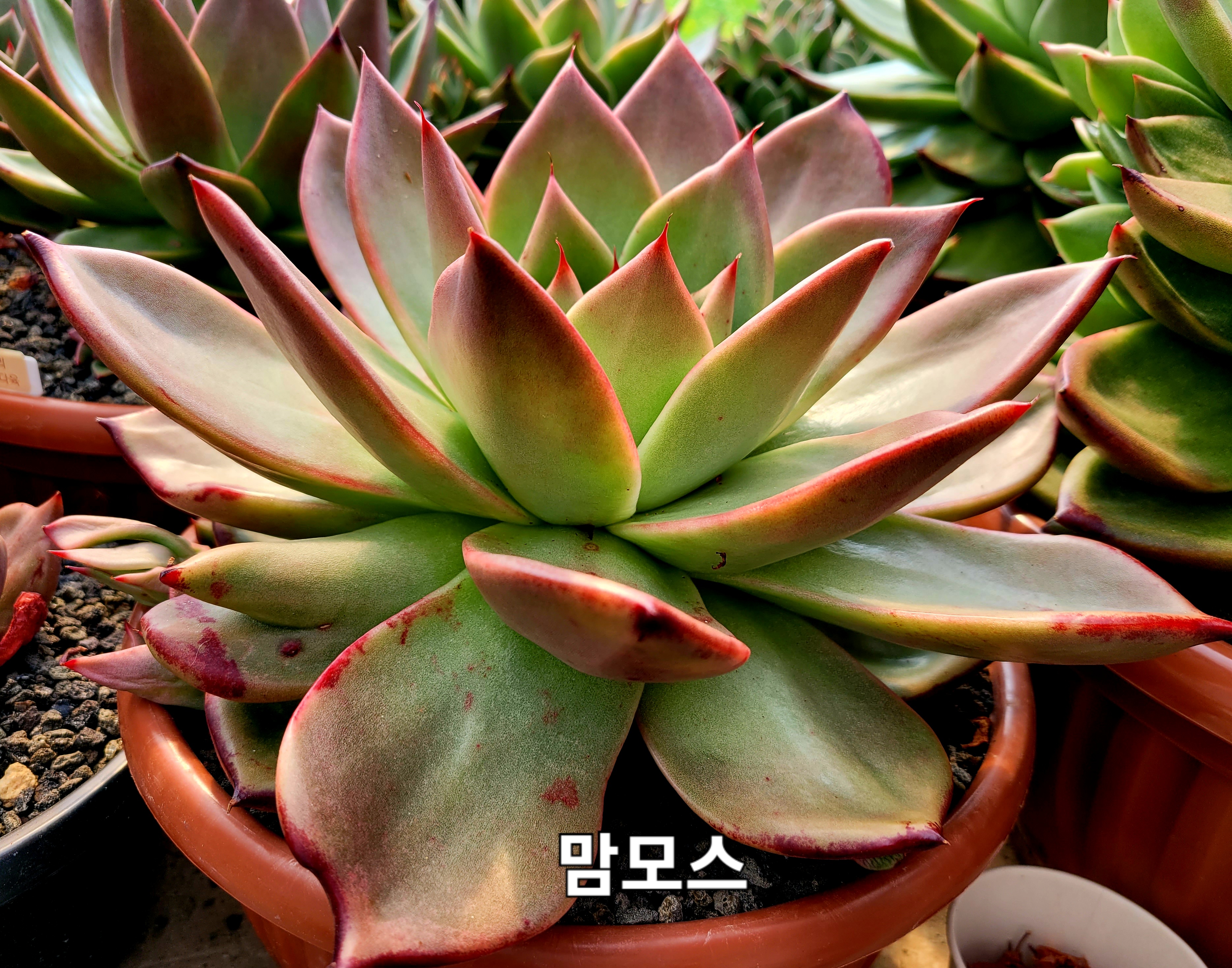 맘모스 이미지