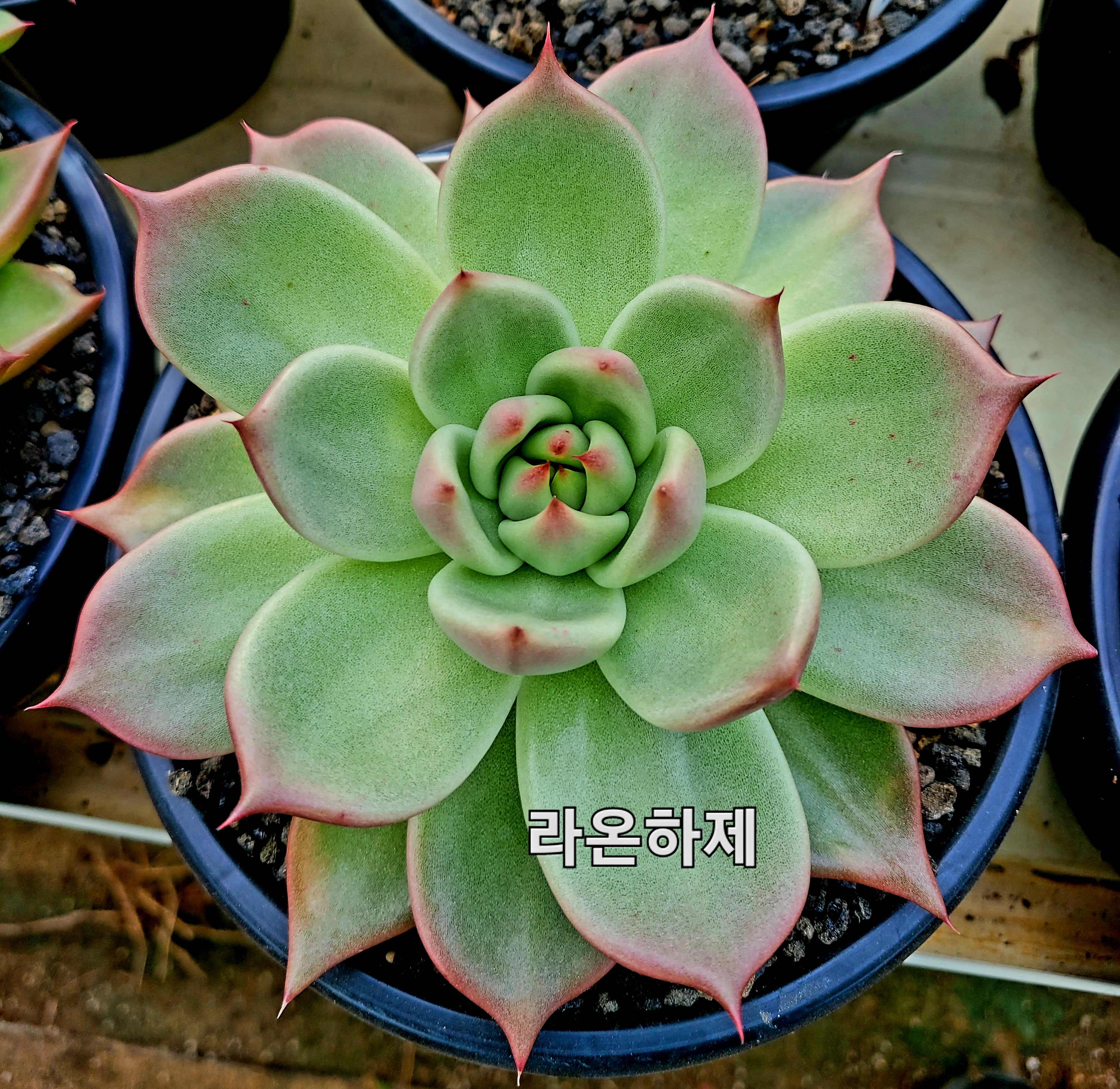 하제 이미지