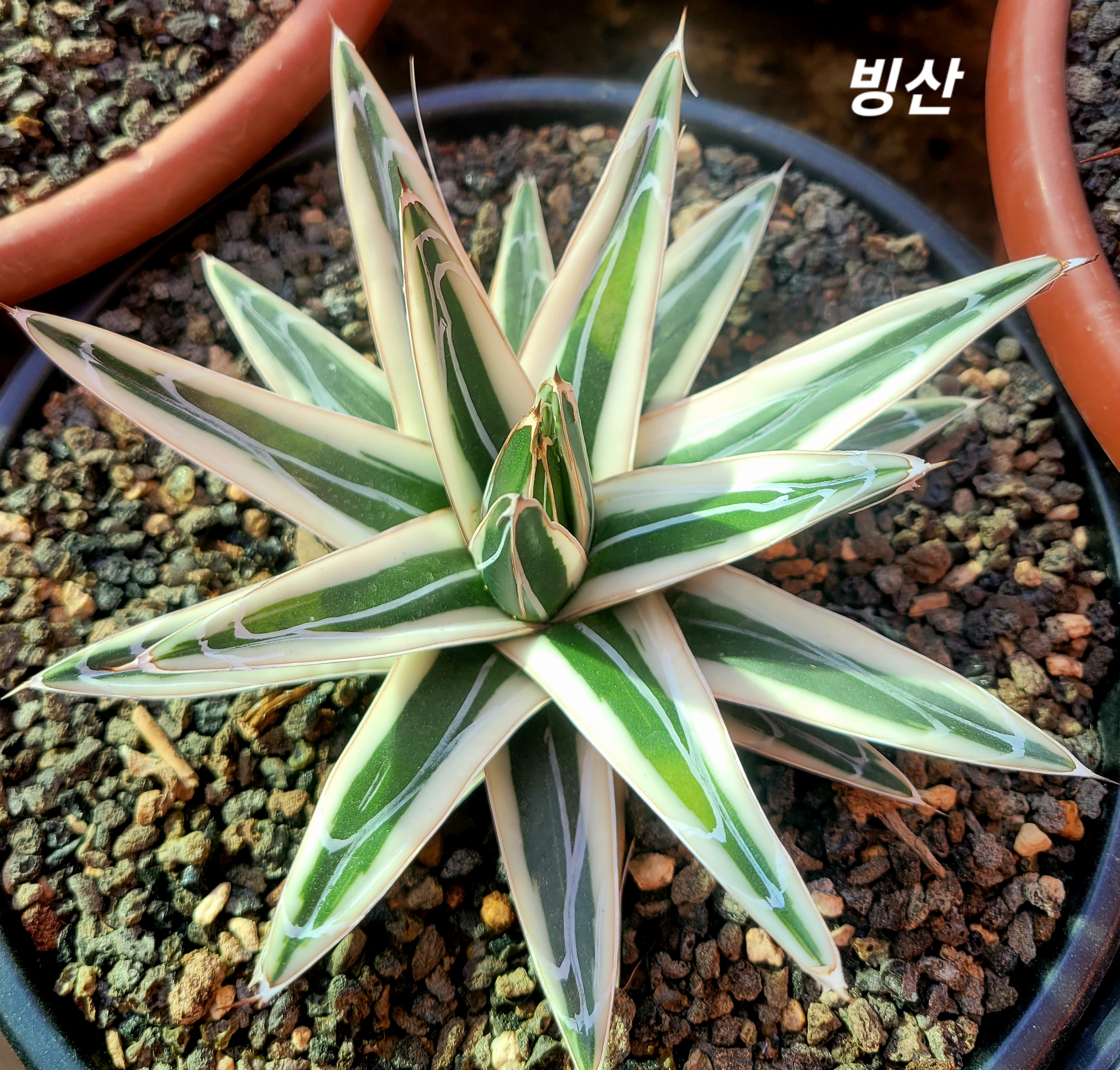 백금 이미지