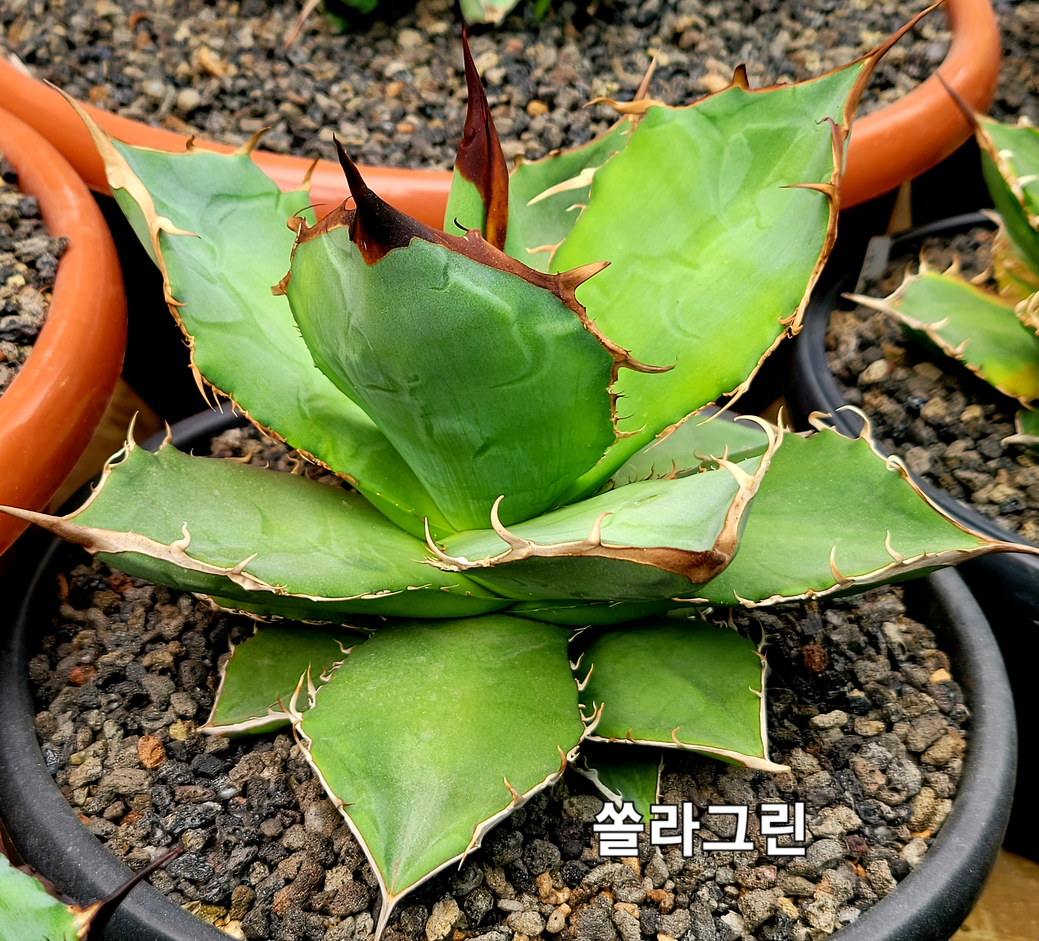 쏠라 이미지