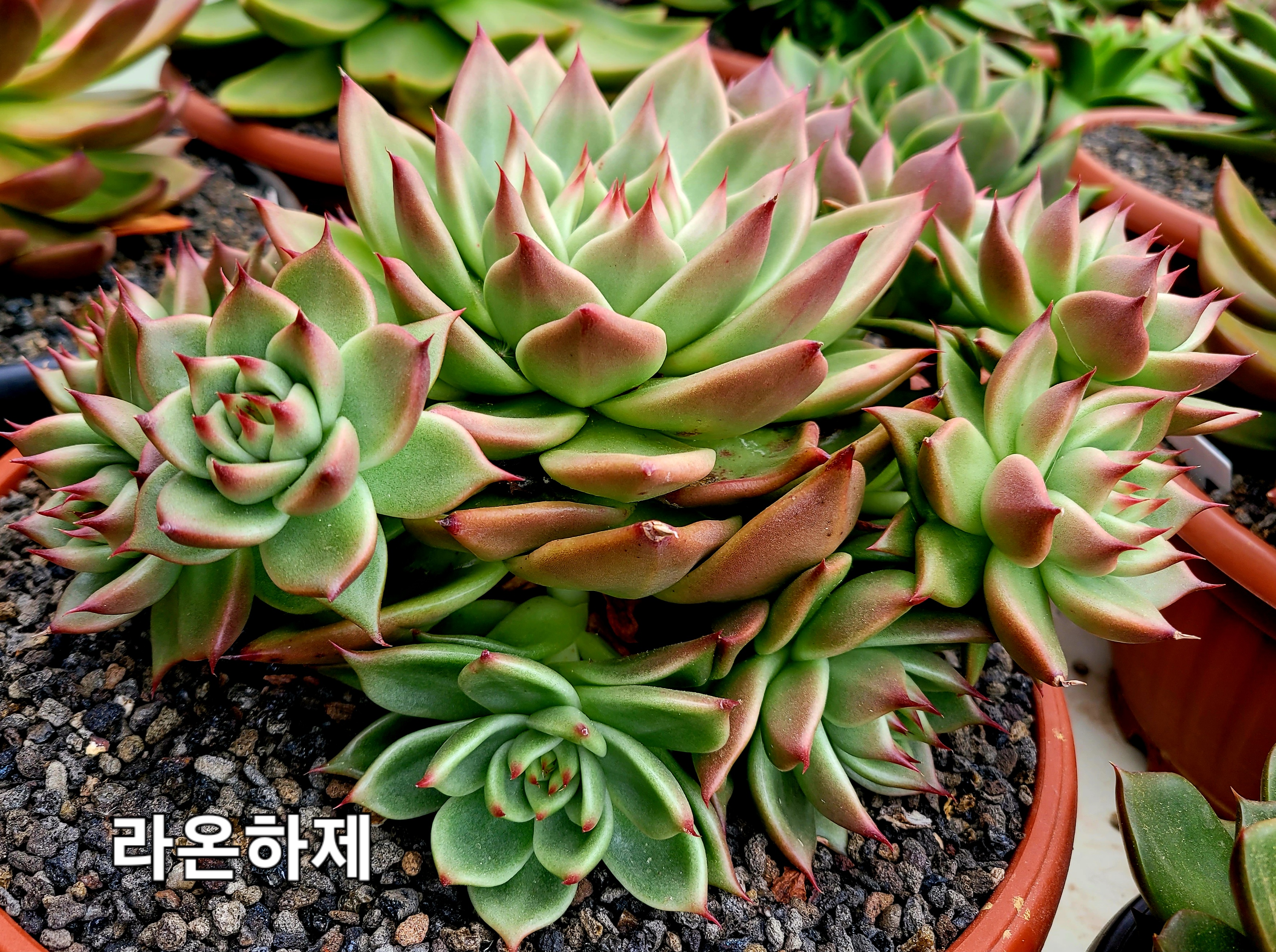 하제 이미지