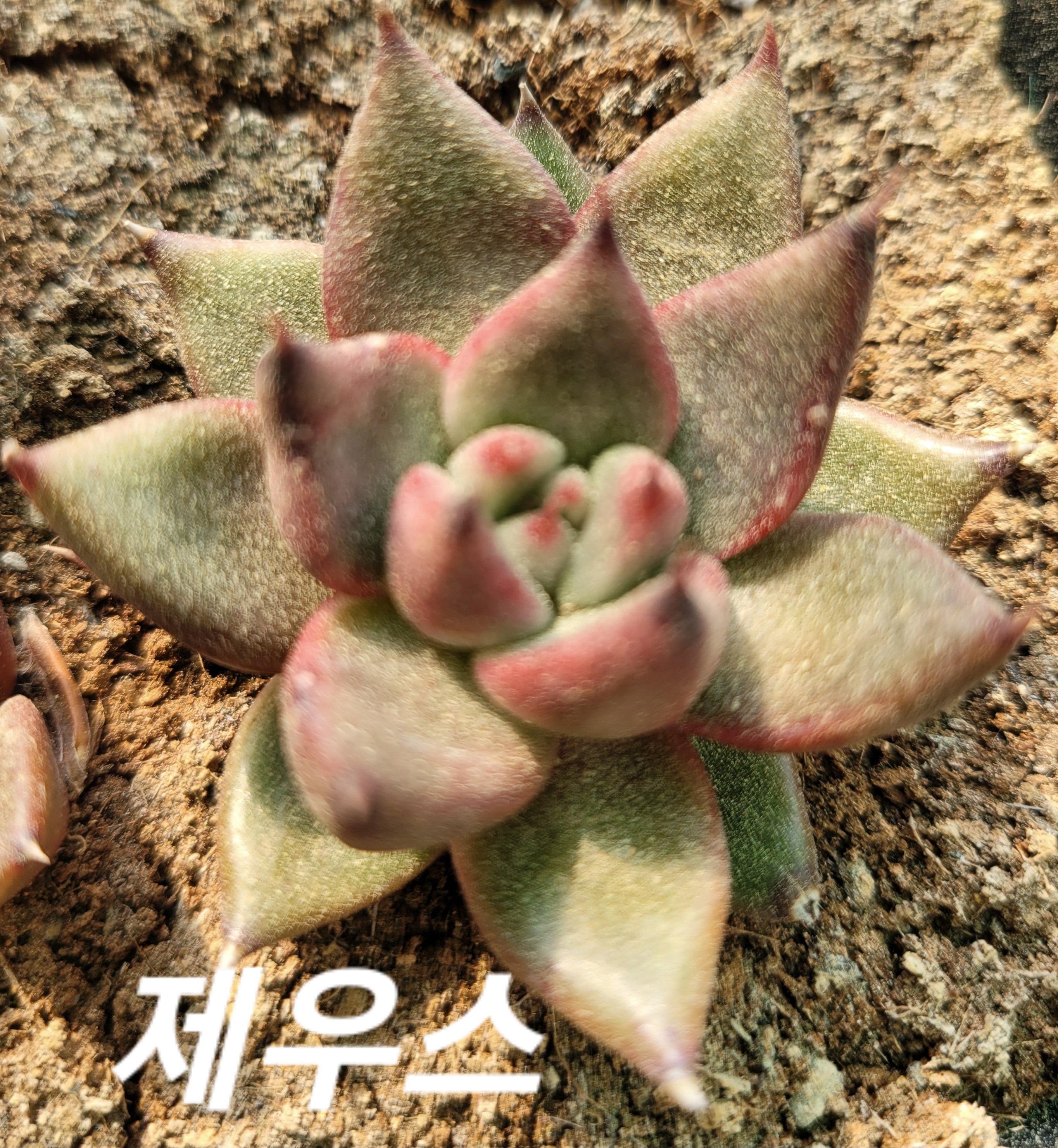 제우스 이미지