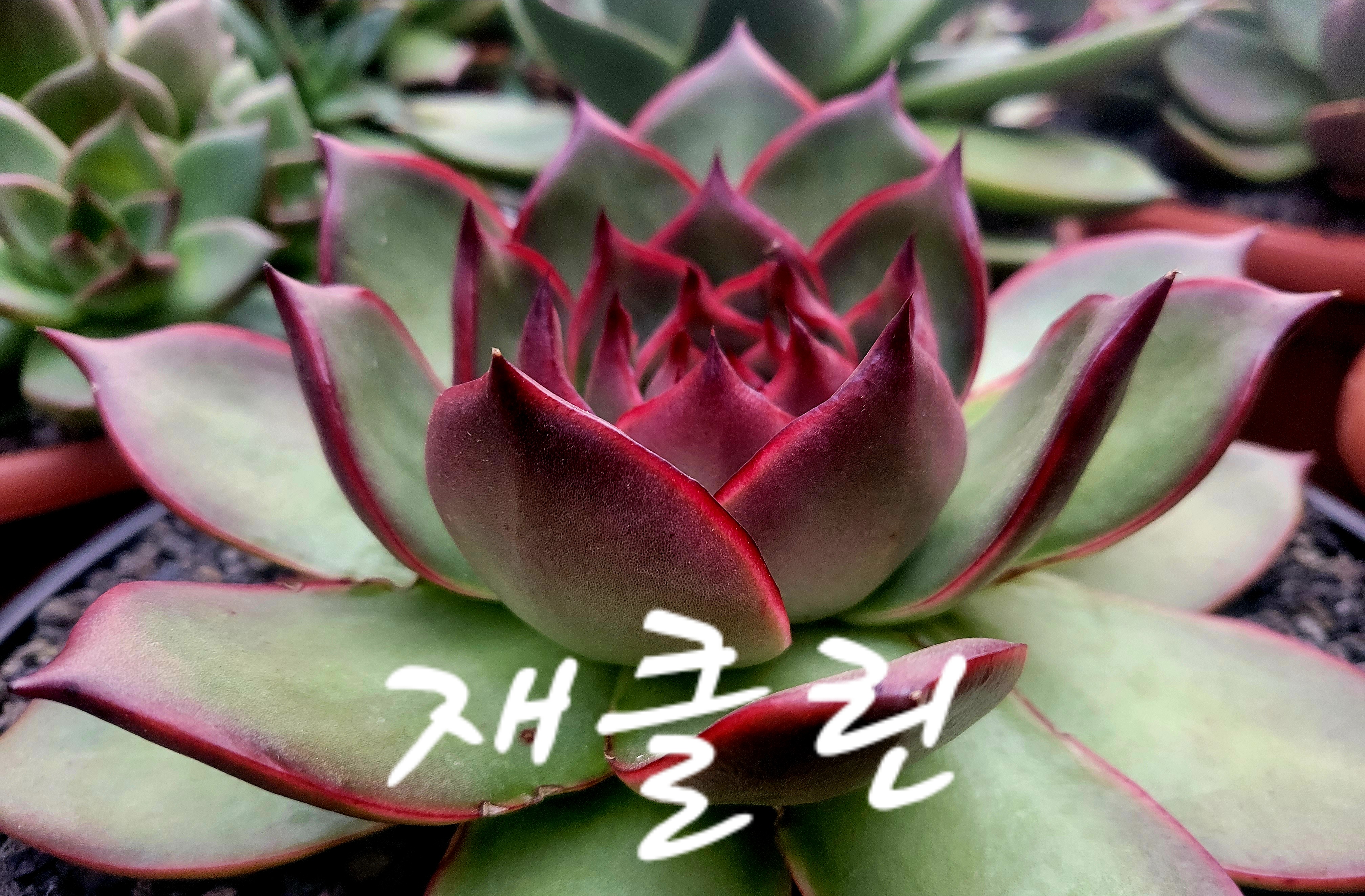 재클린 이미지