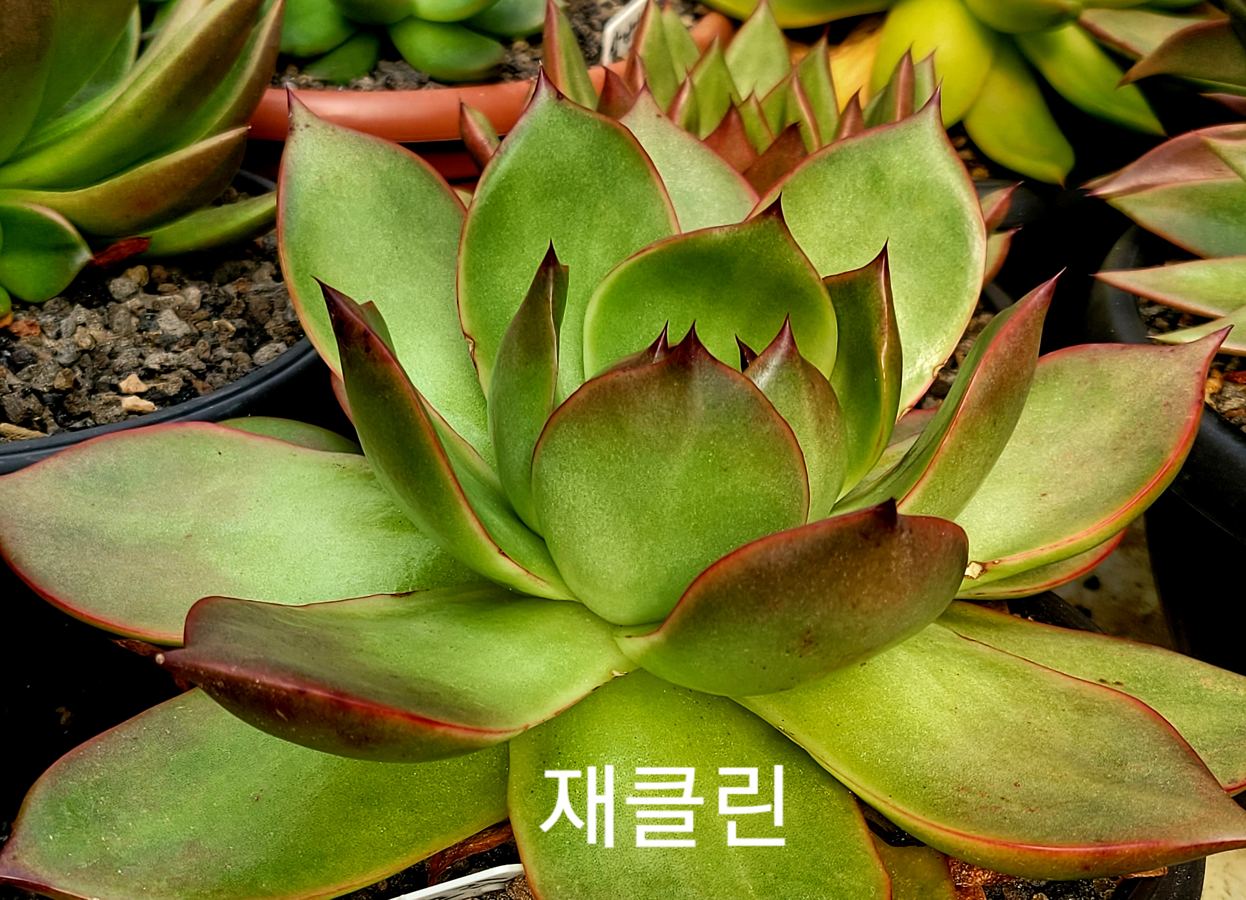 재클린 이미지