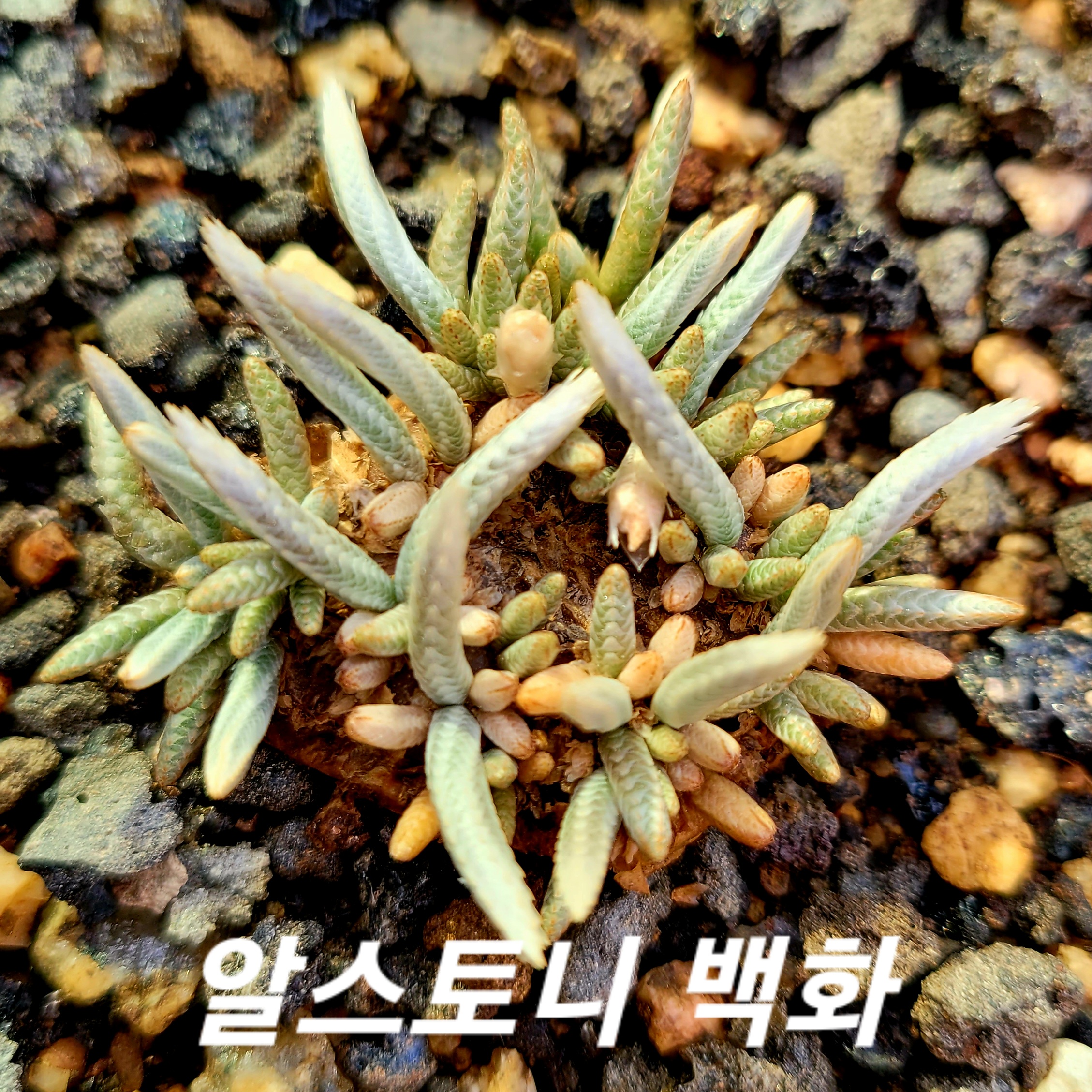 백화 이미지