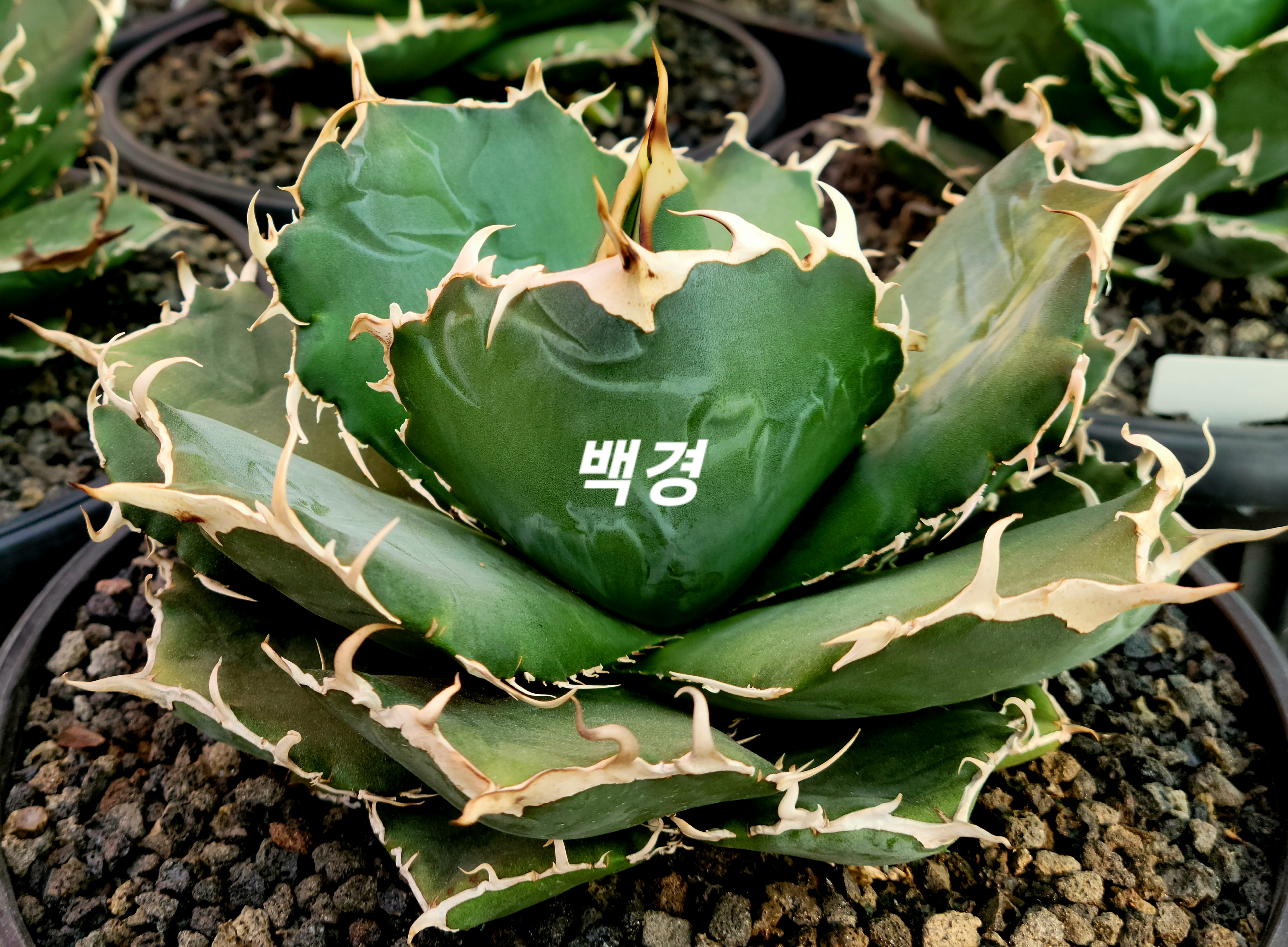 백경 이미지
