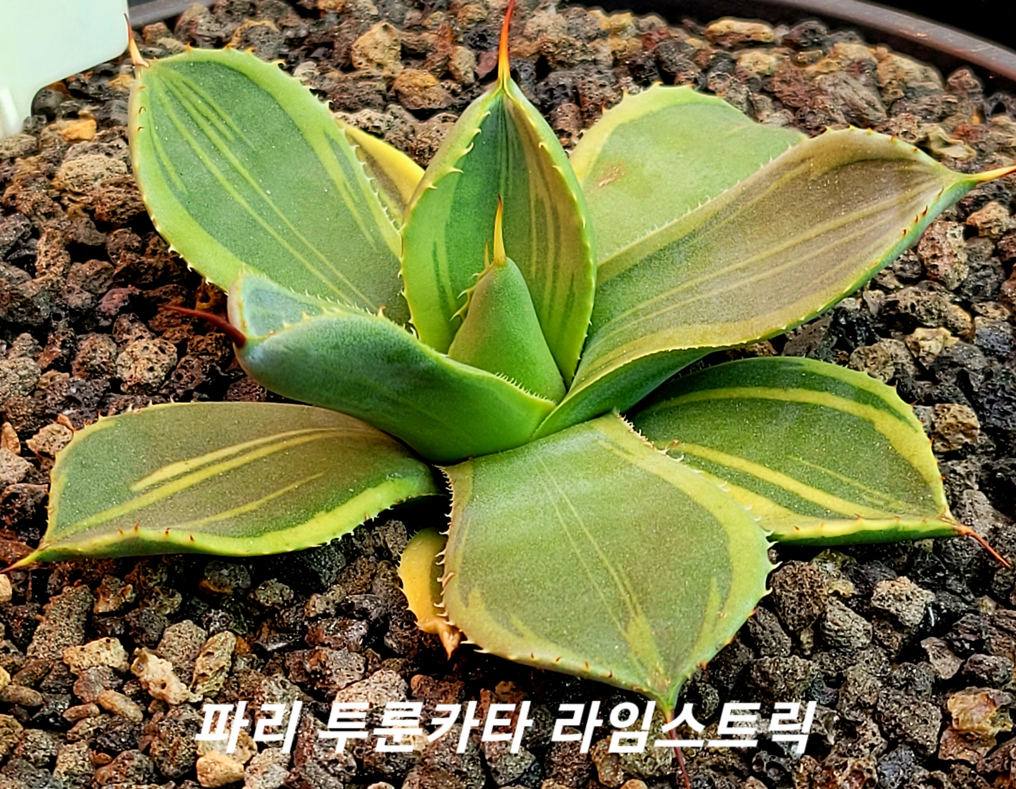 카타이어 이미지