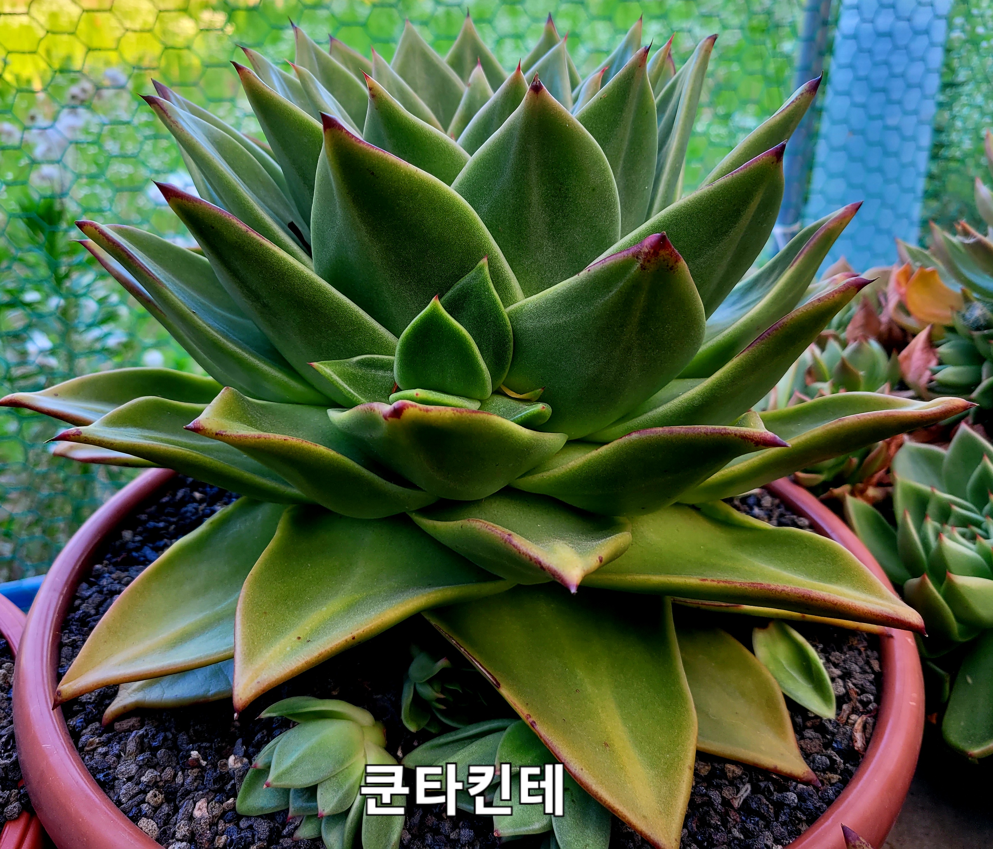 쿤타킨테 이미지
