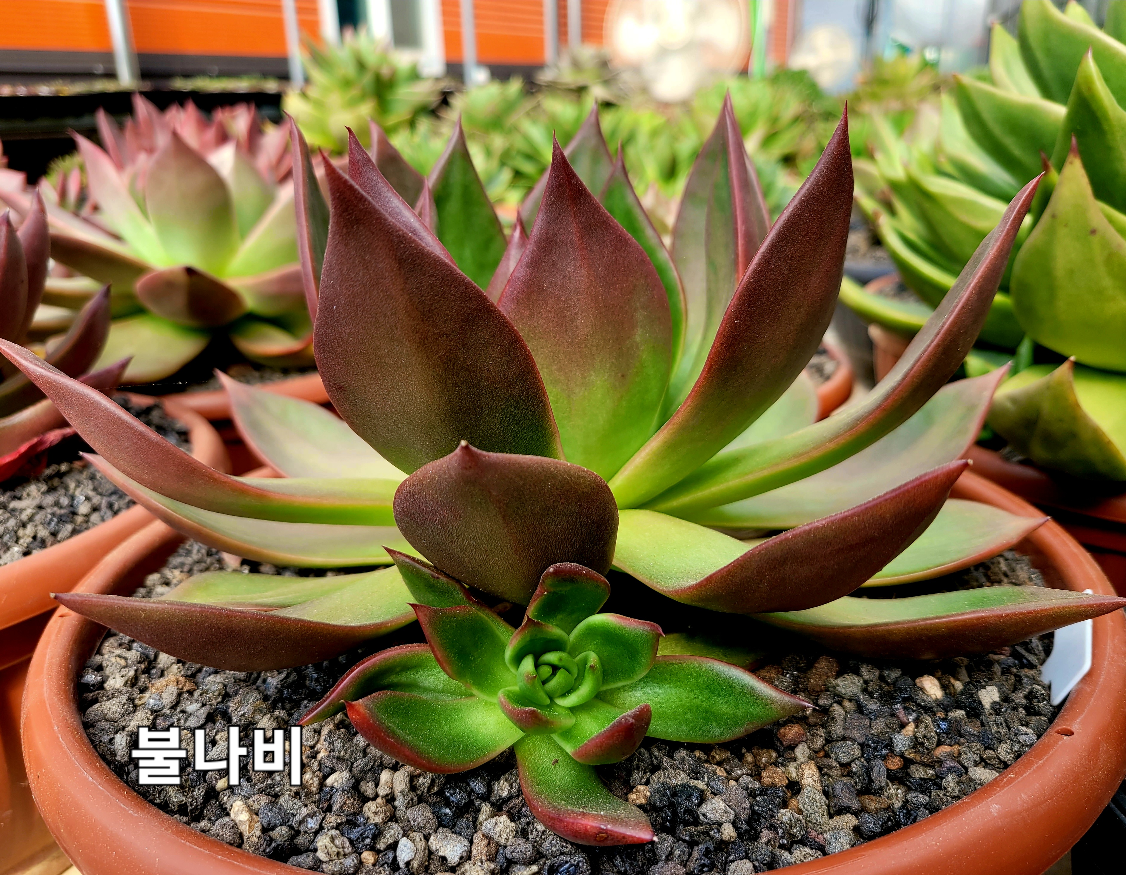 불나비 이미지