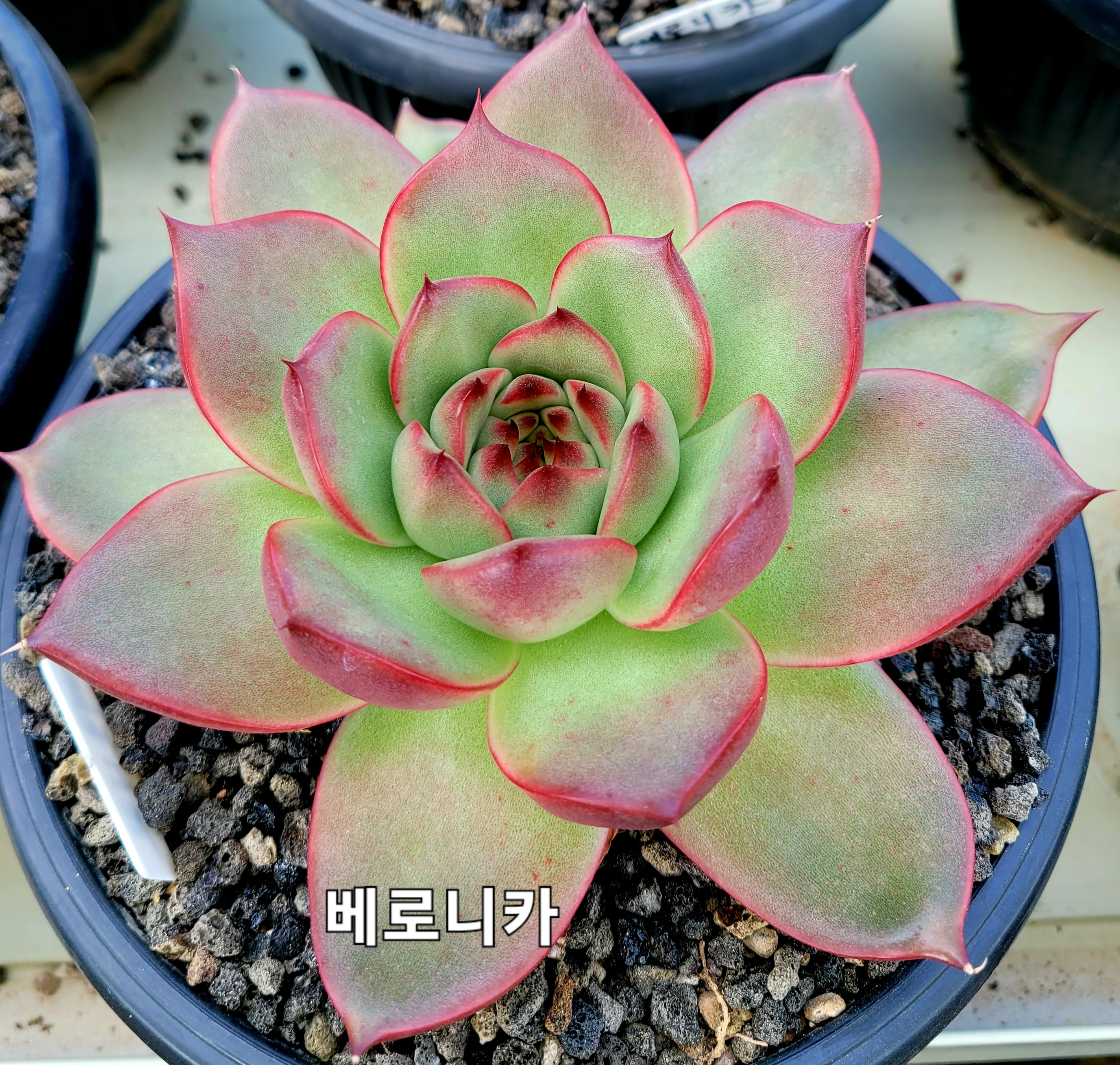 베로니카 이미지