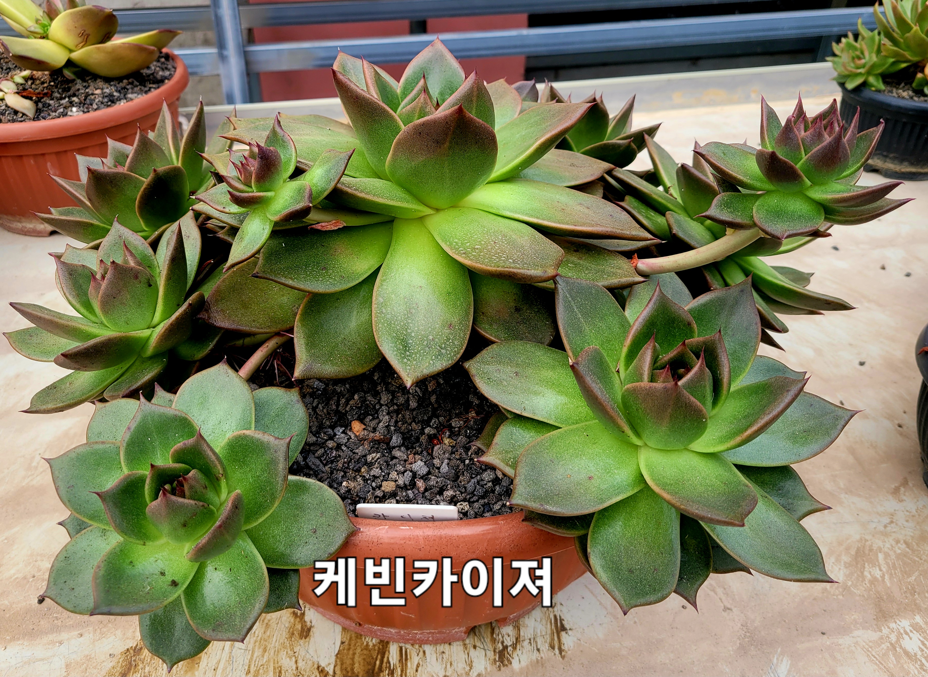 카이져 이미지