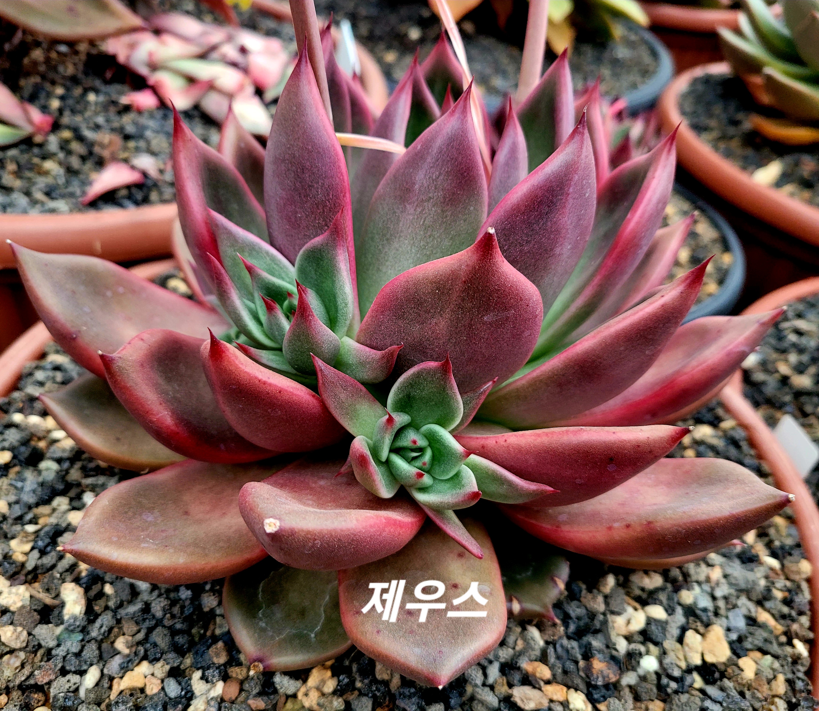 제우스 이미지