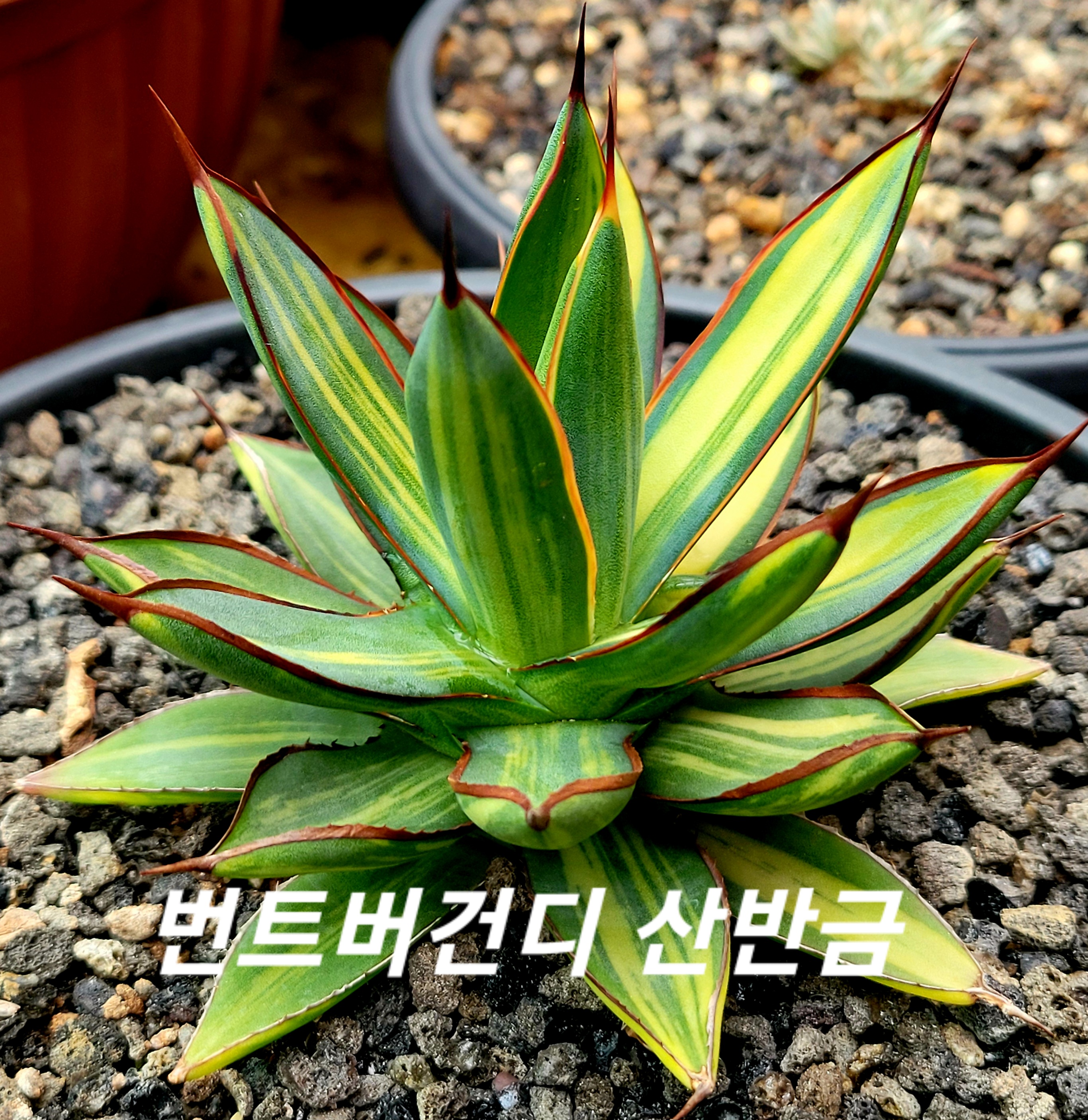 버건디 이미지