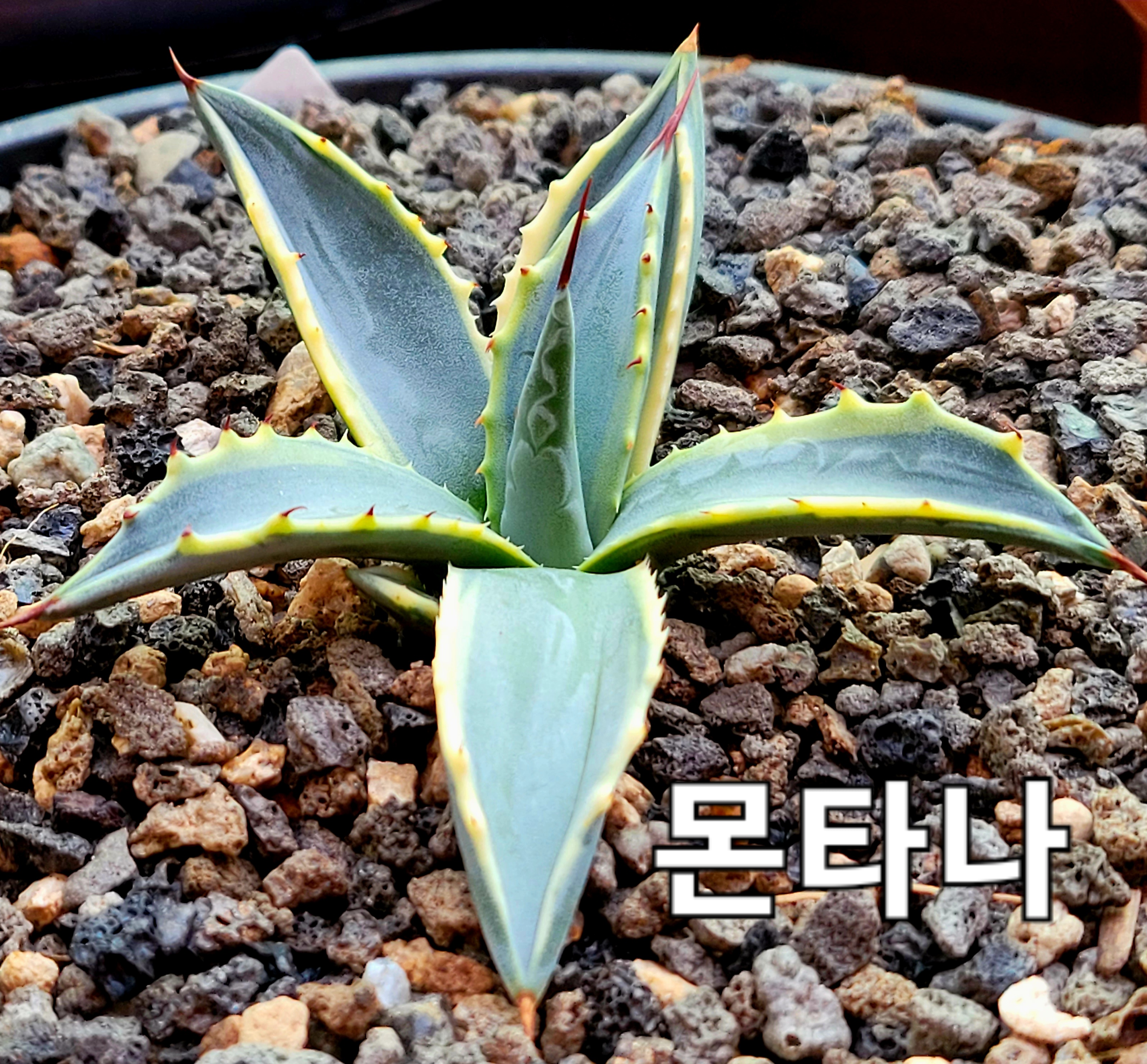 몬타나 이미지