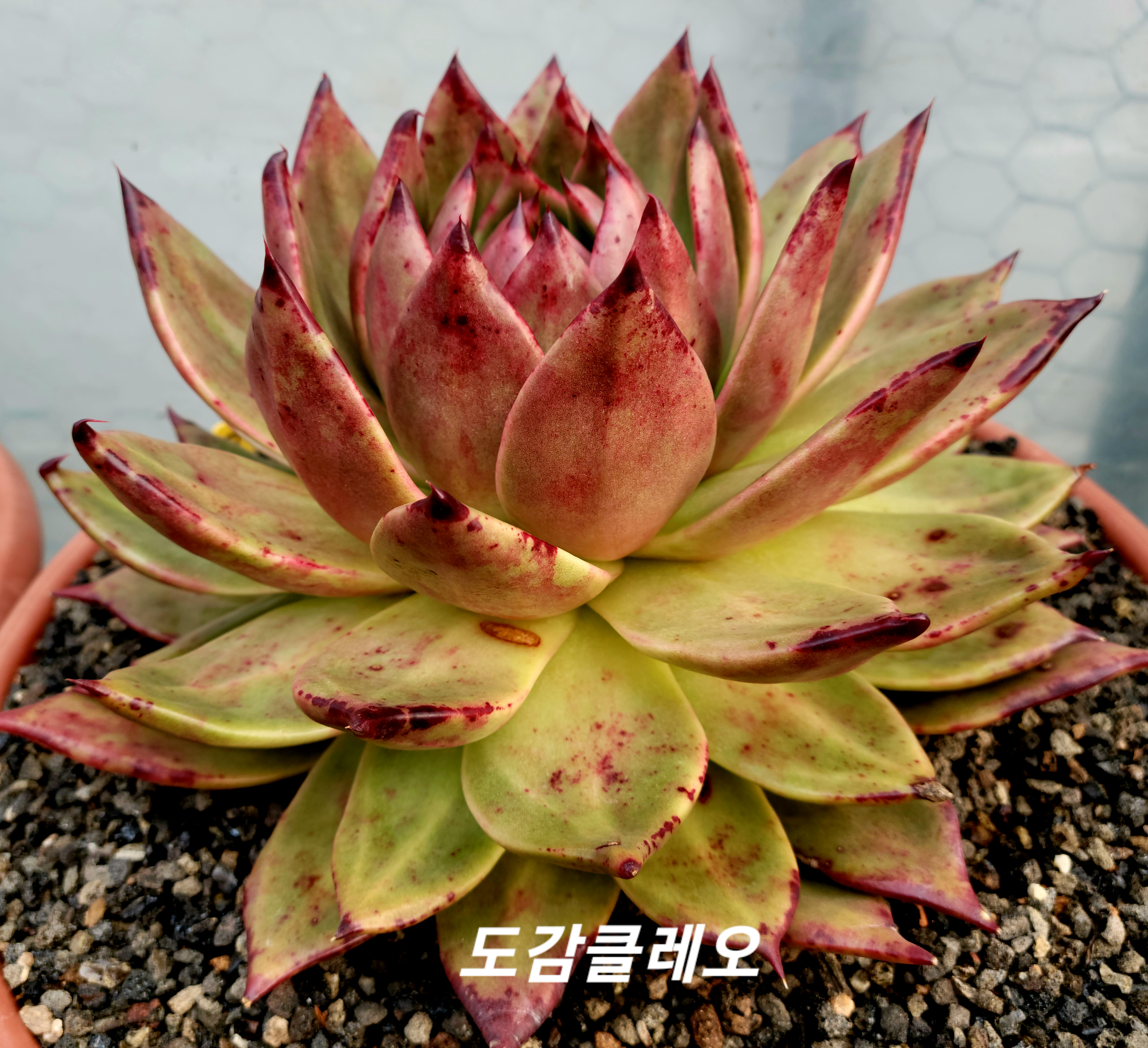 클레오 이미지