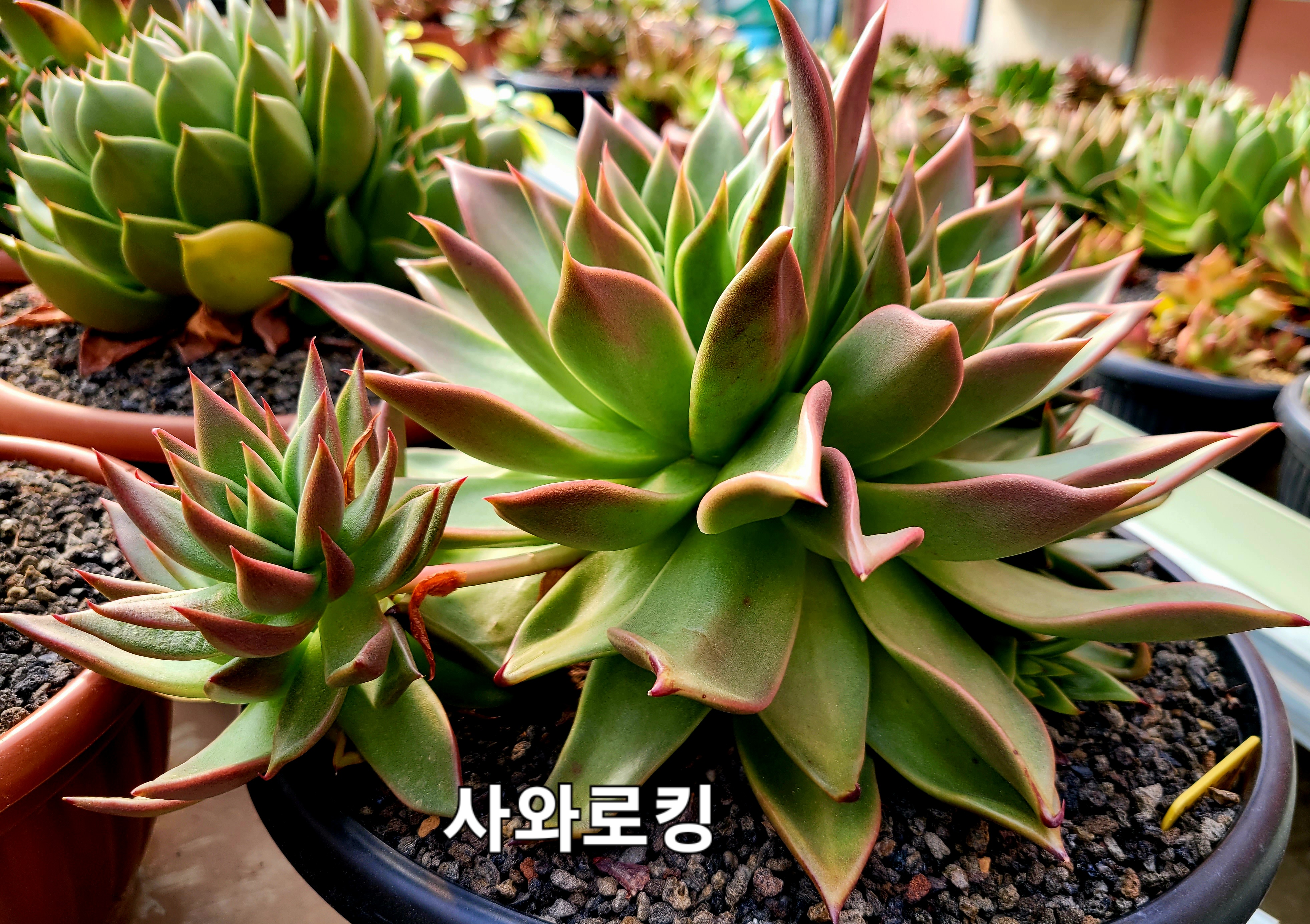 사와로 이미지