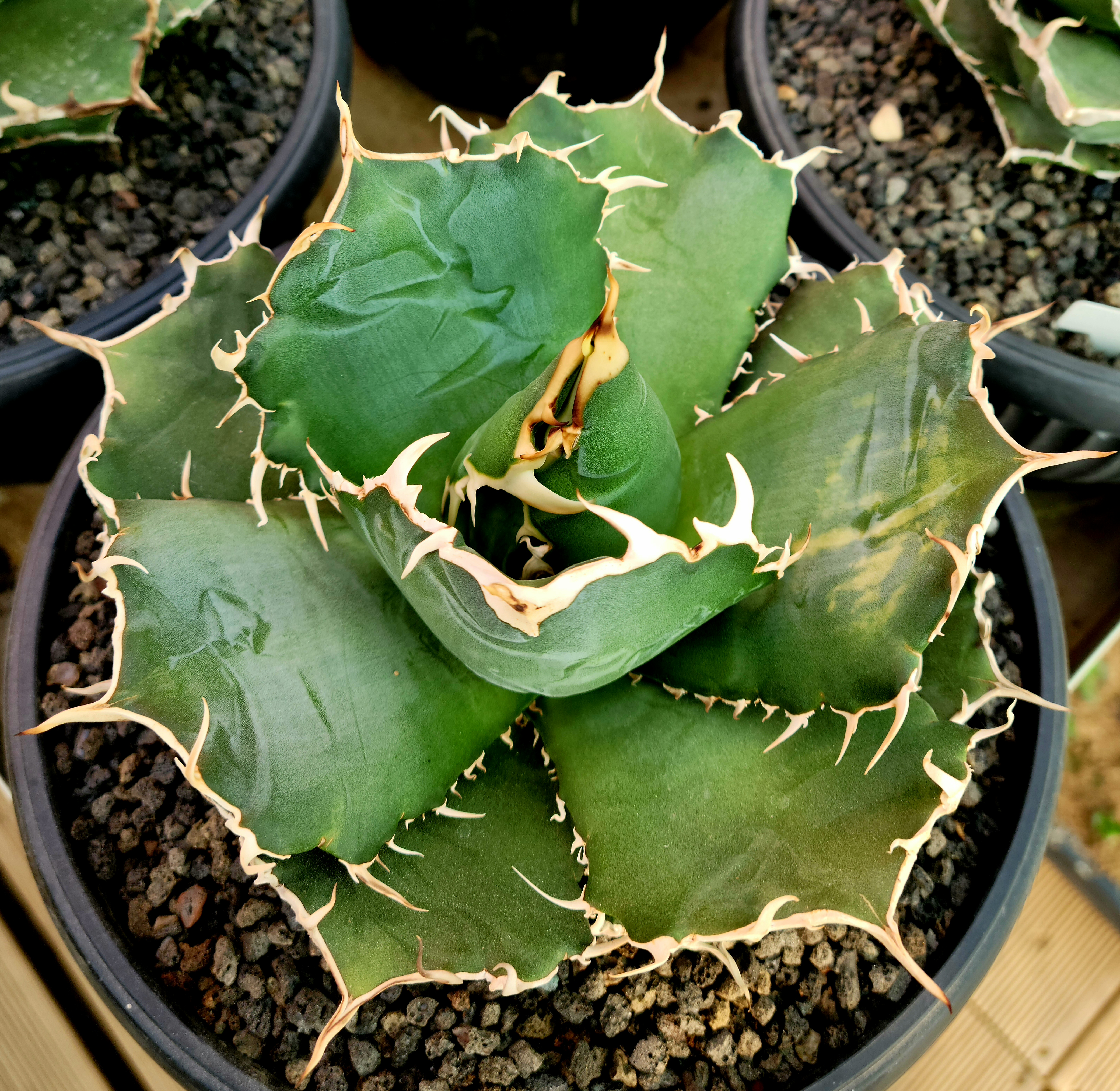 백경 이미지