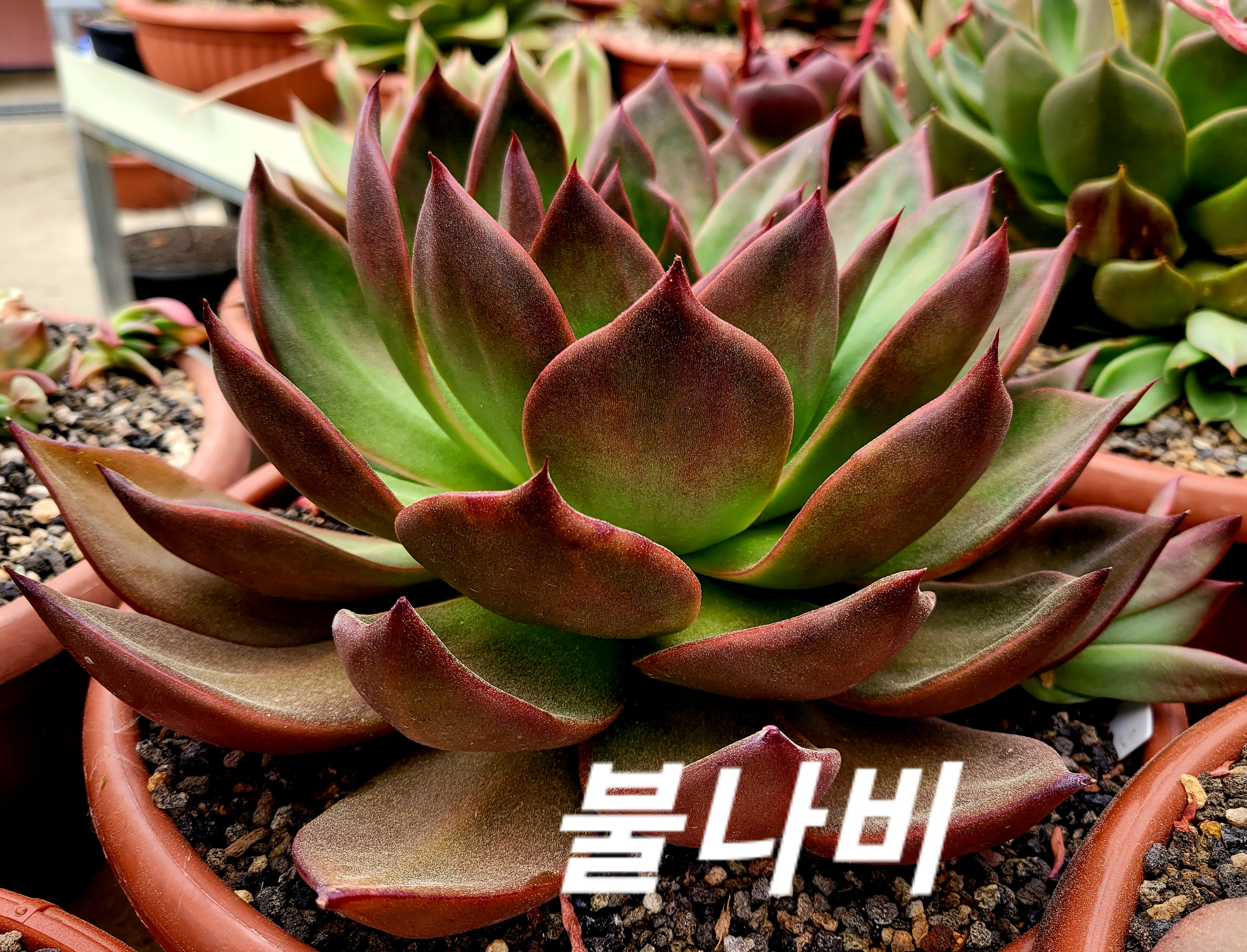 불나비 이미지