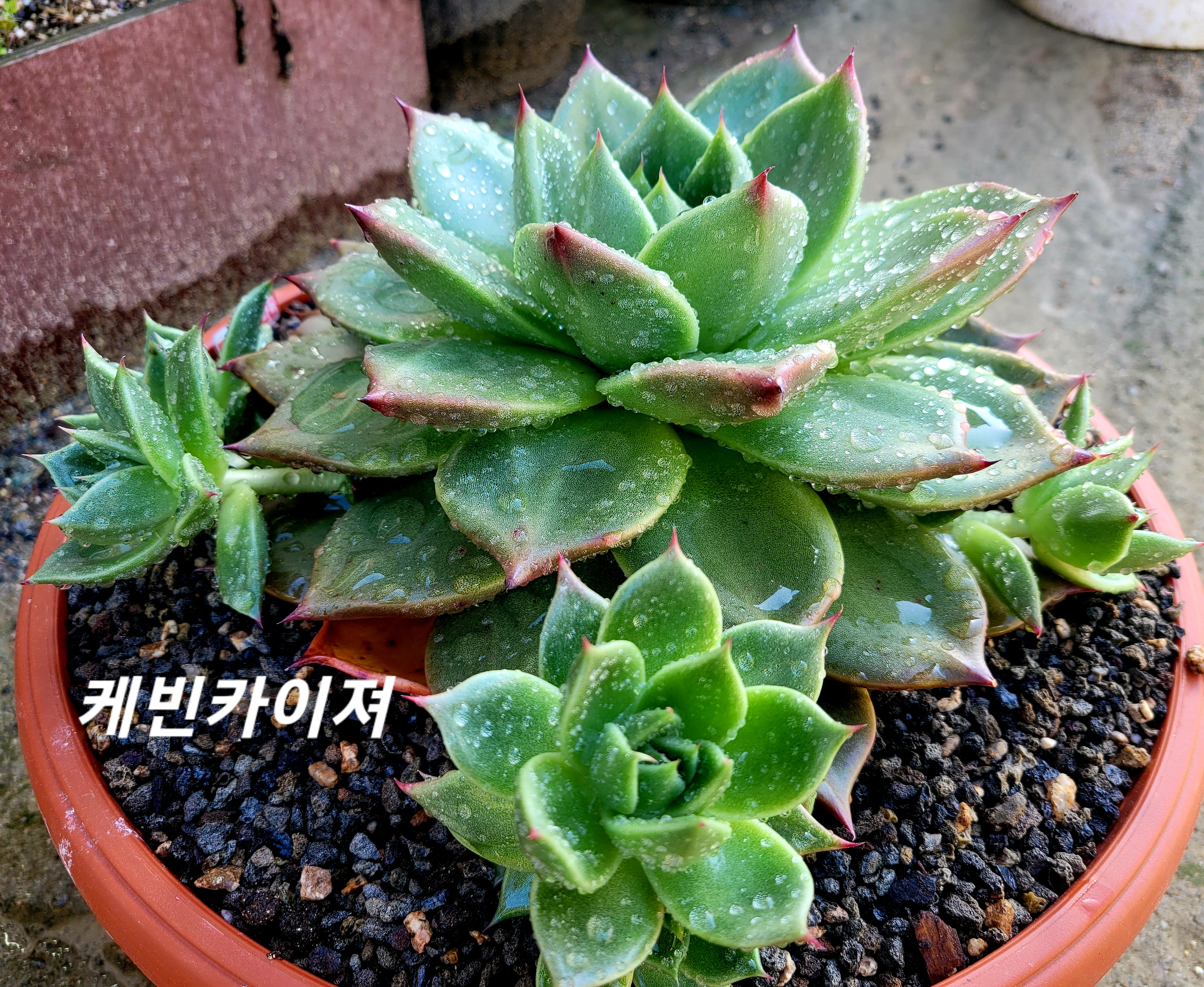 카이져 이미지