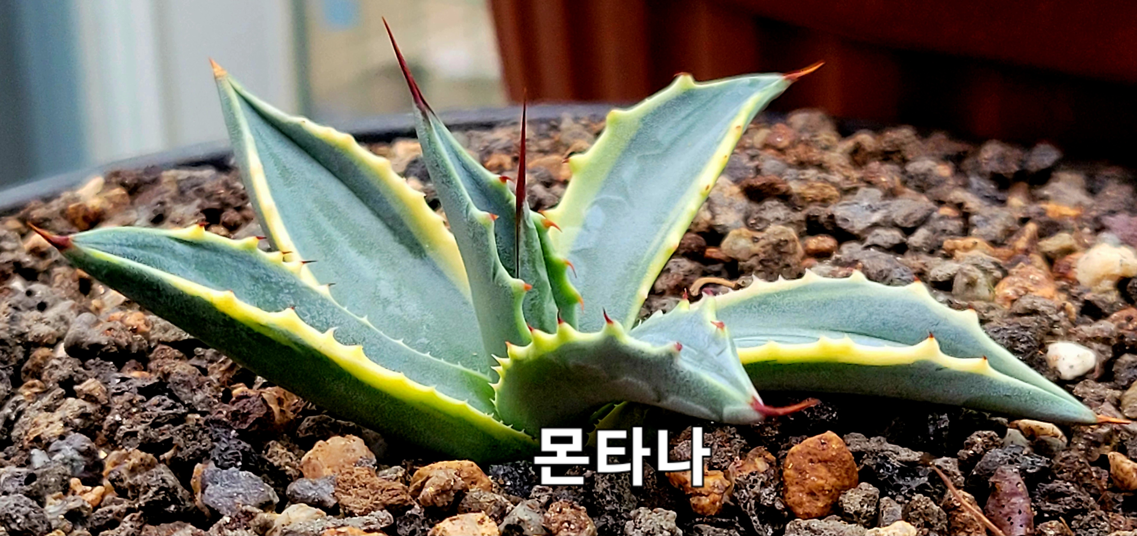 몬타나 이미지