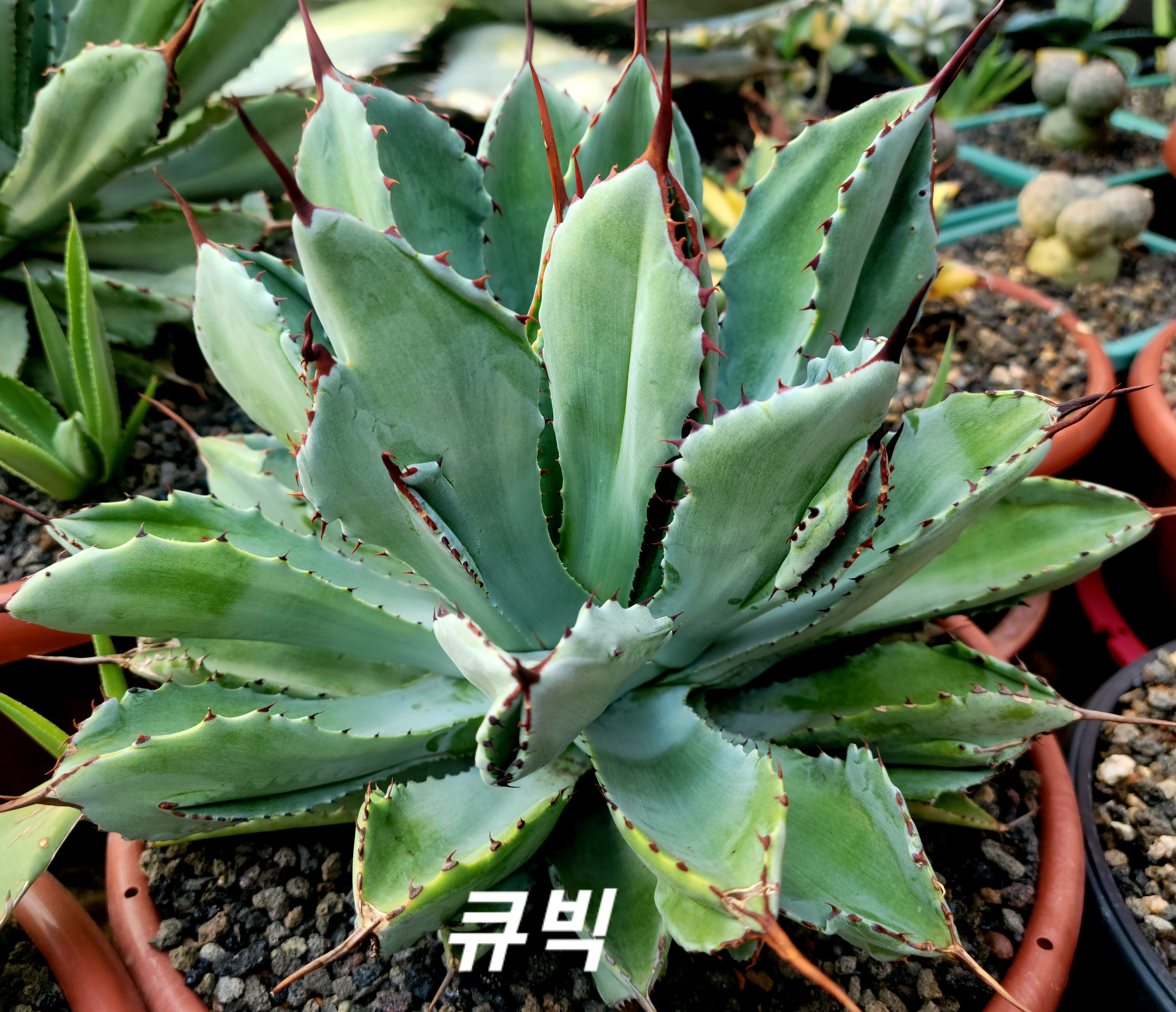 큐빅 이미지