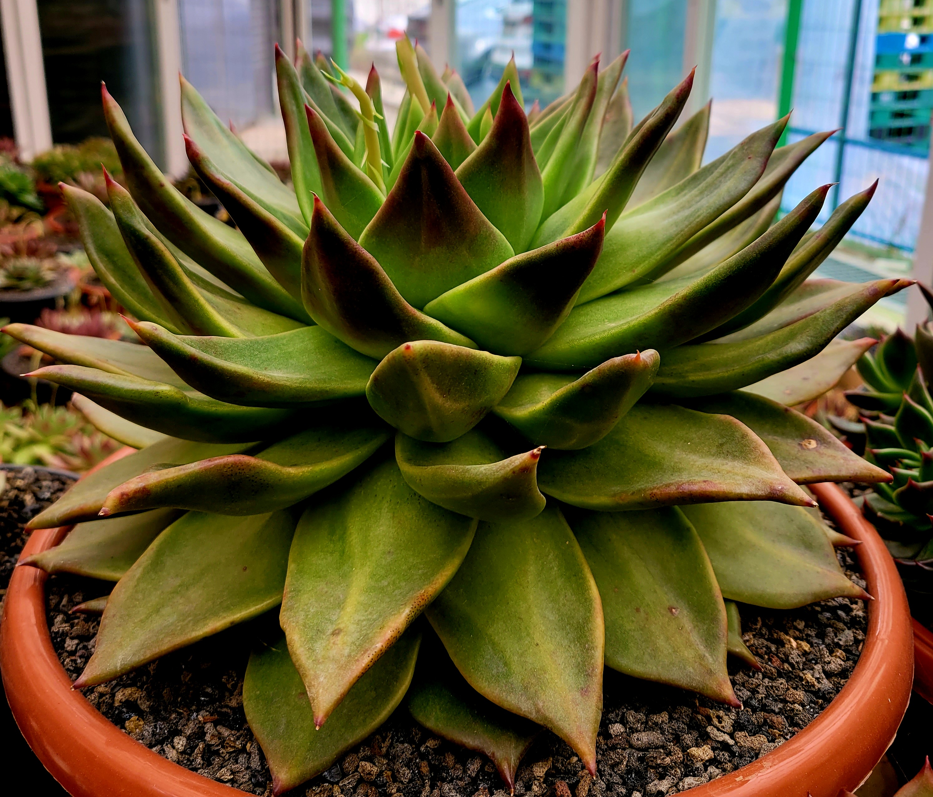 마리아A+ 이미지