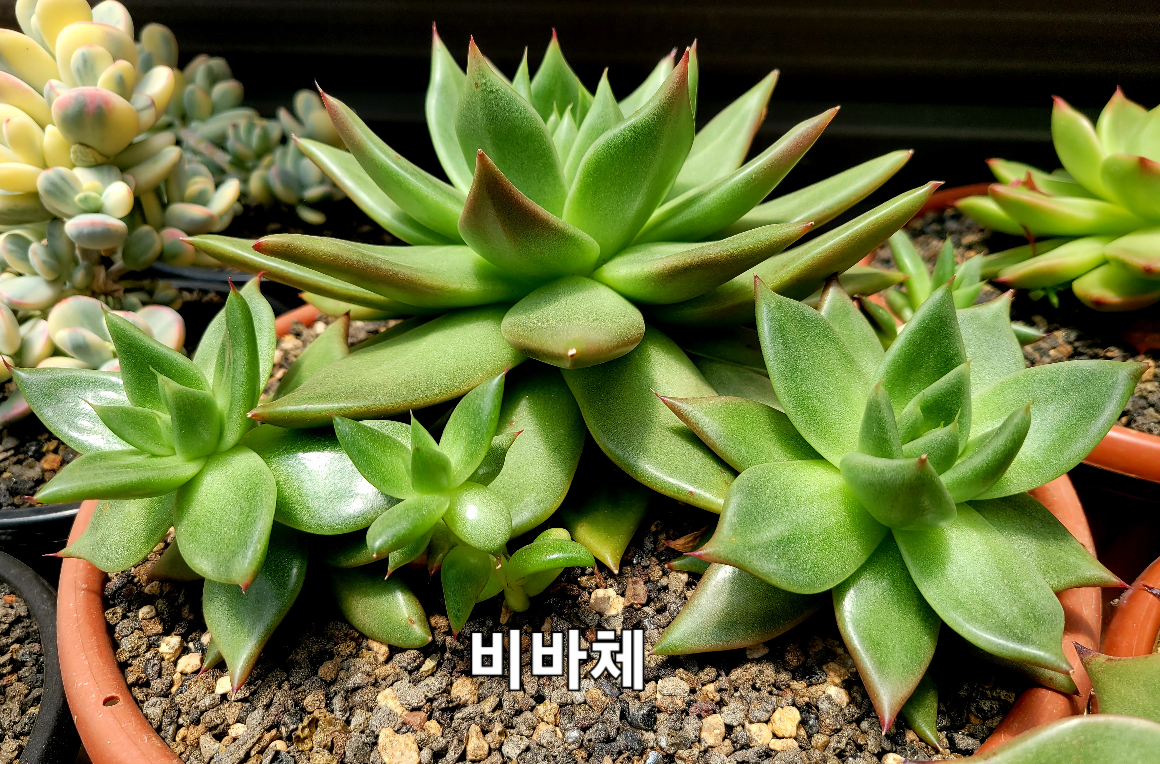 비바체 이미지