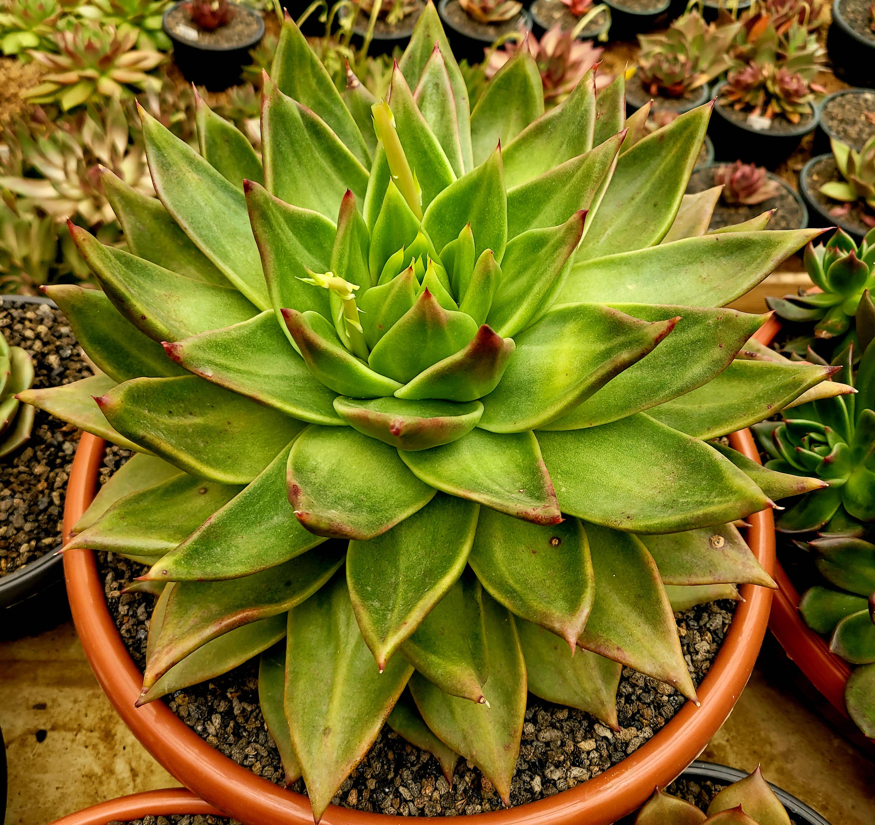 마리아A+ 이미지