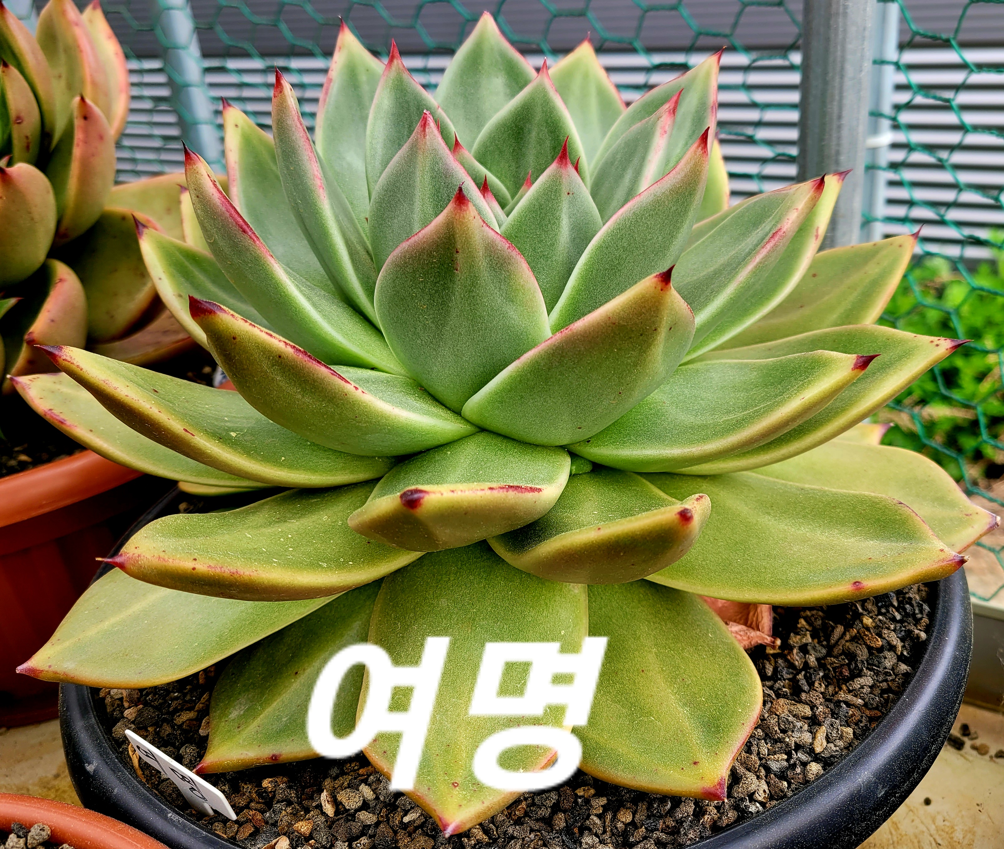 여명이네 이미지