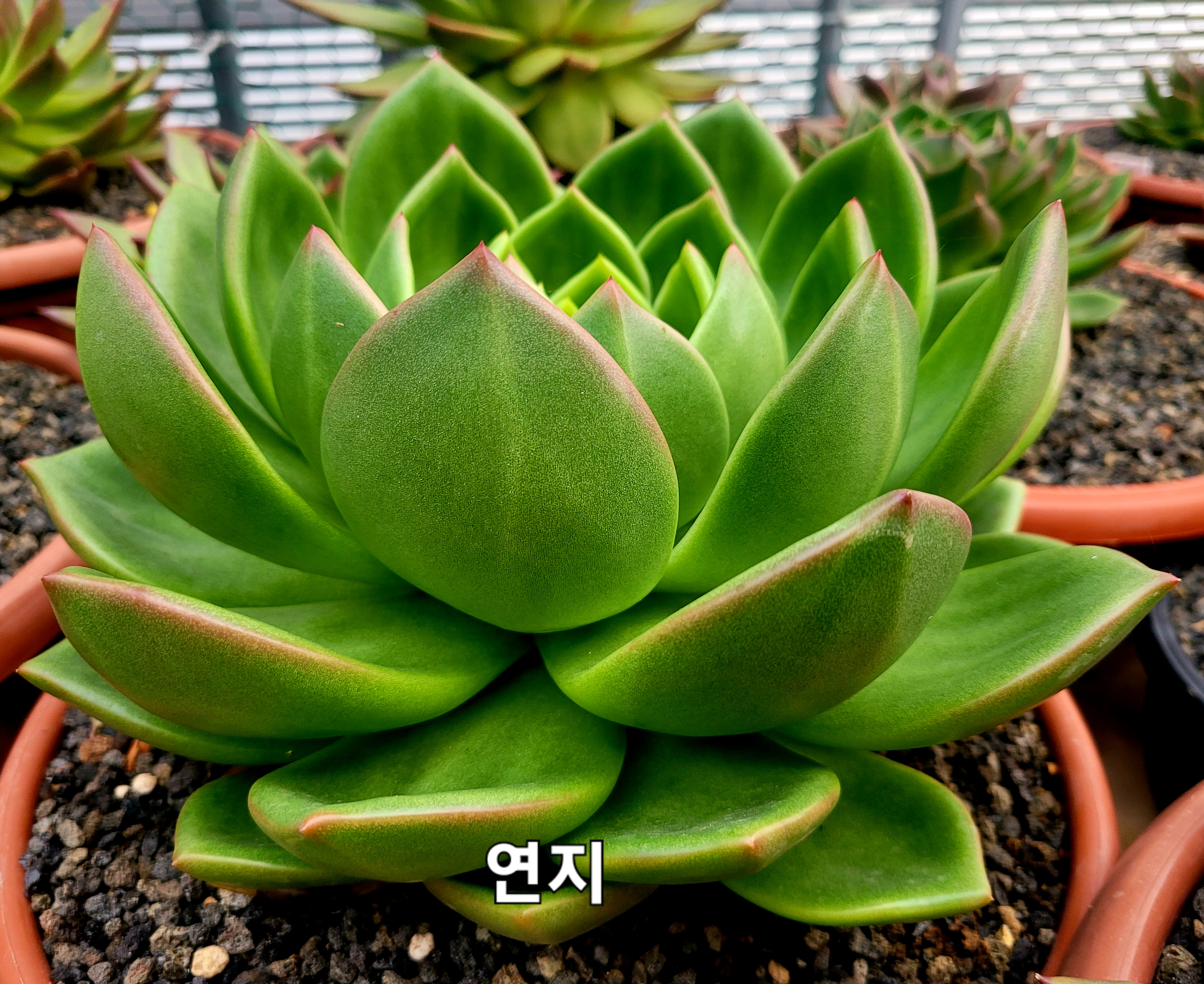 연지 이미지