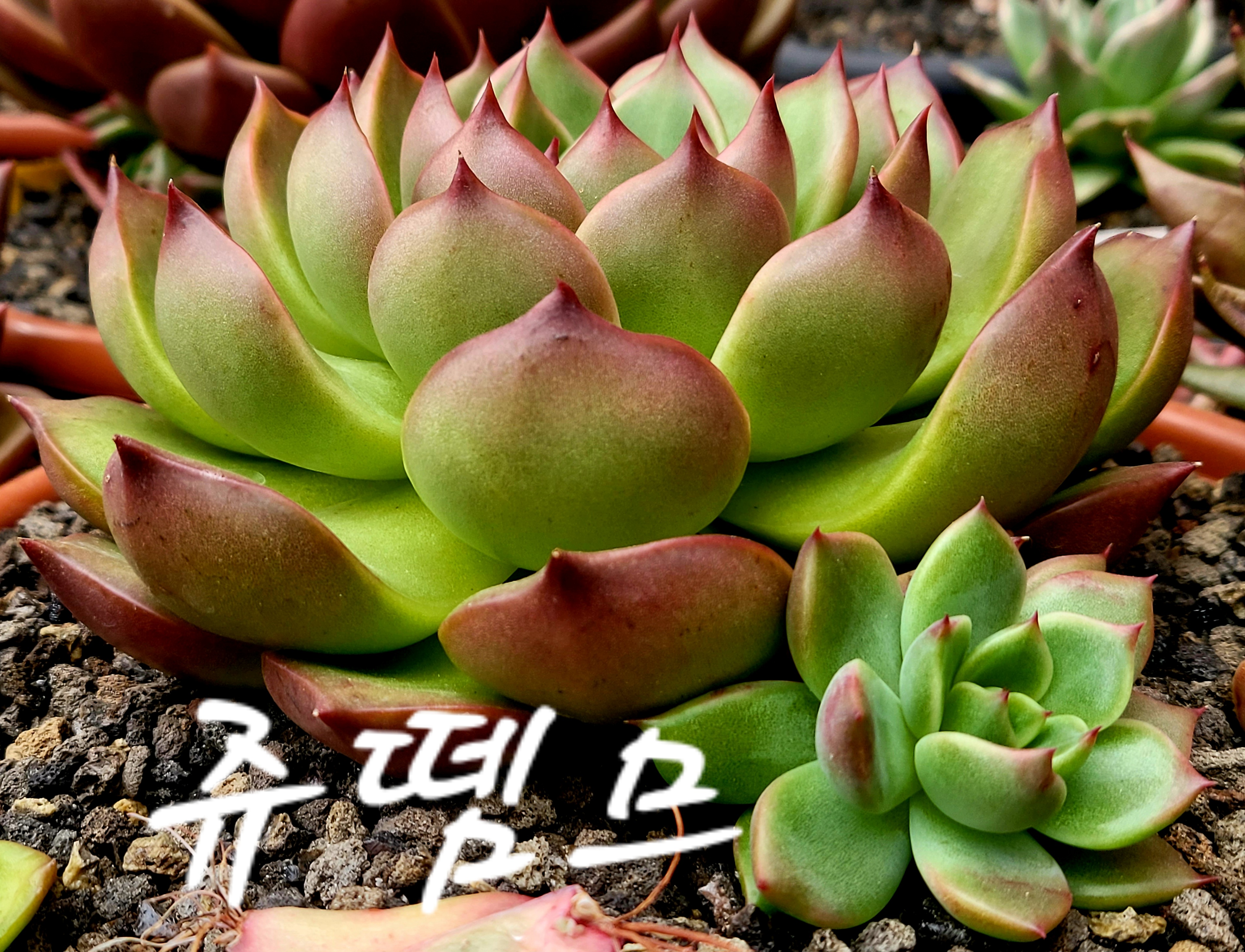 쥬뗌므 이미지