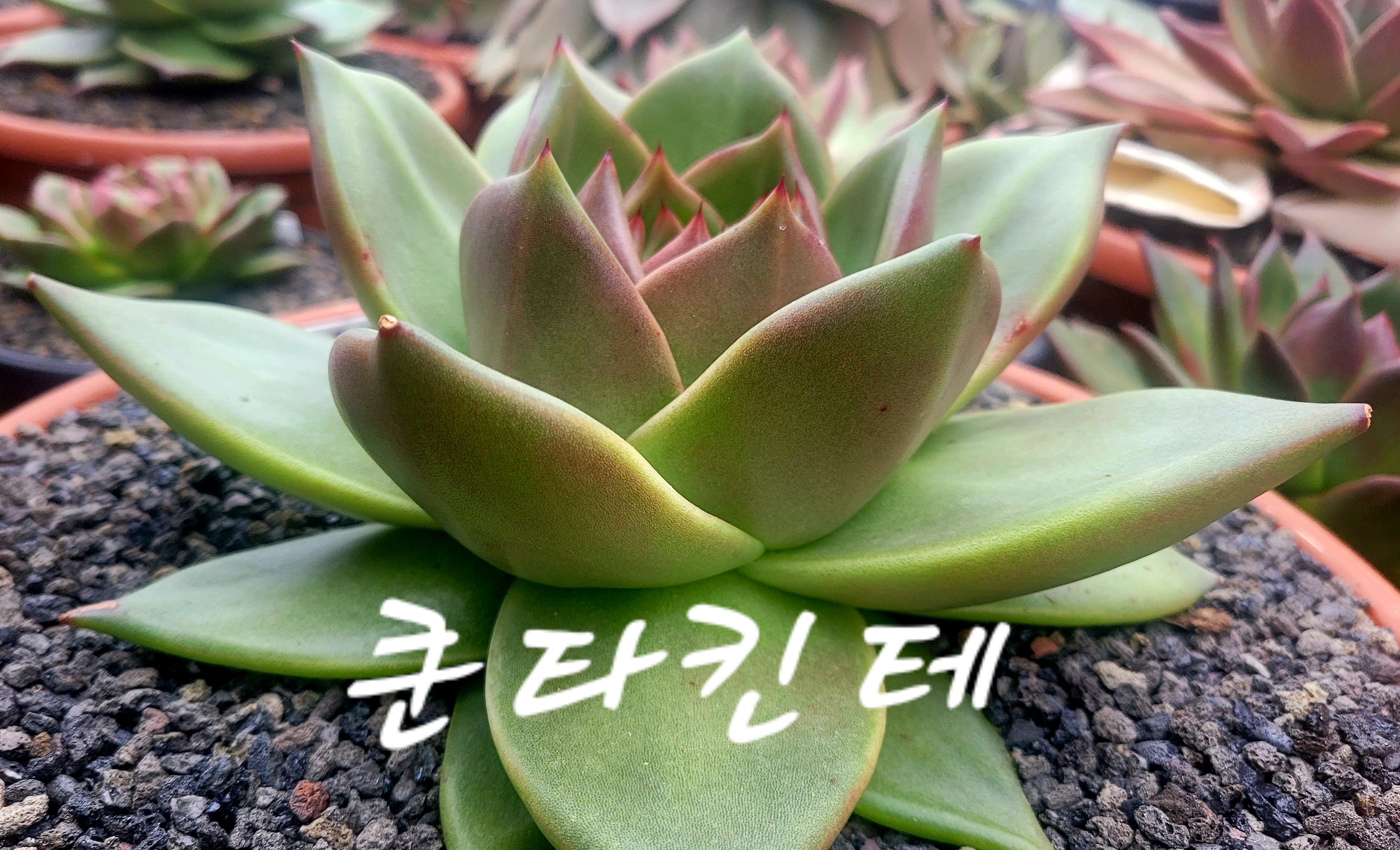 쿤타킨테 이미지