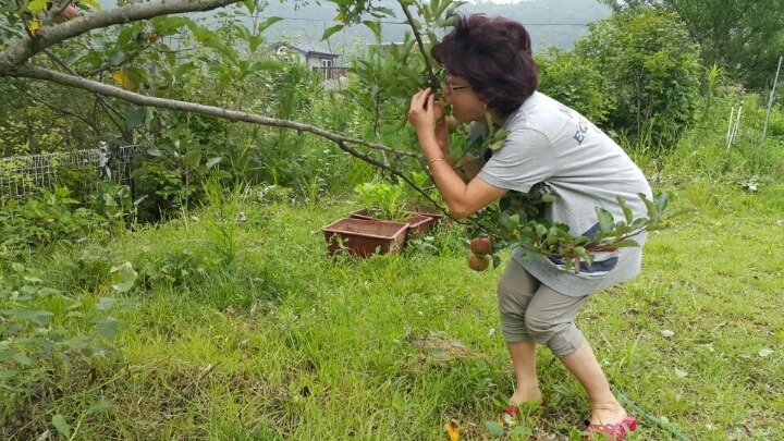 꿀맛과수원 이미지