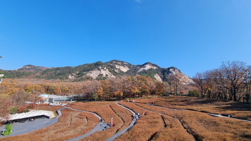 힐링금 이미지