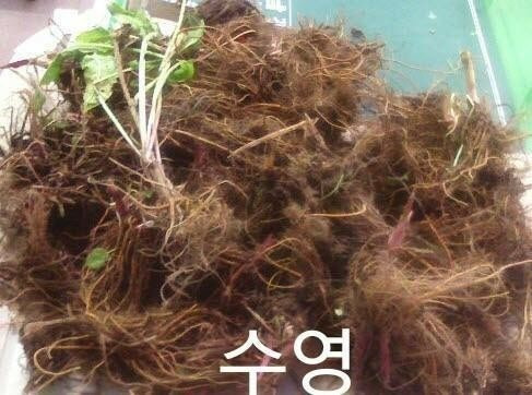 수영수산4 이미지