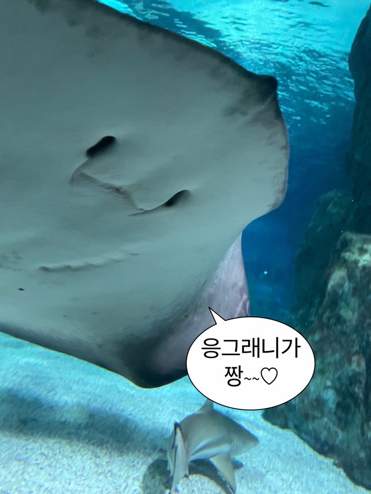 오가사 이미지