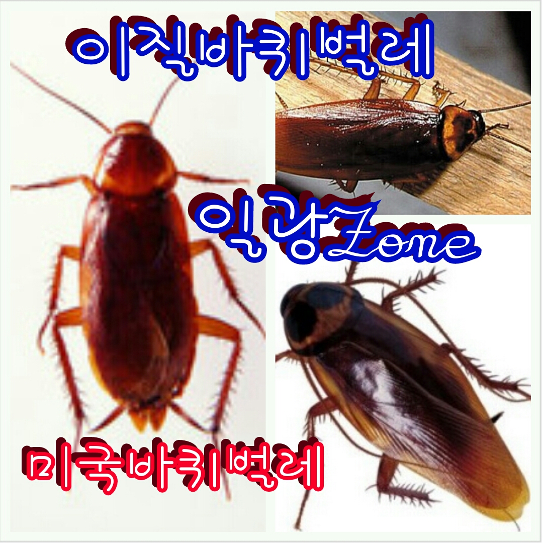 일광ZONE 이미지