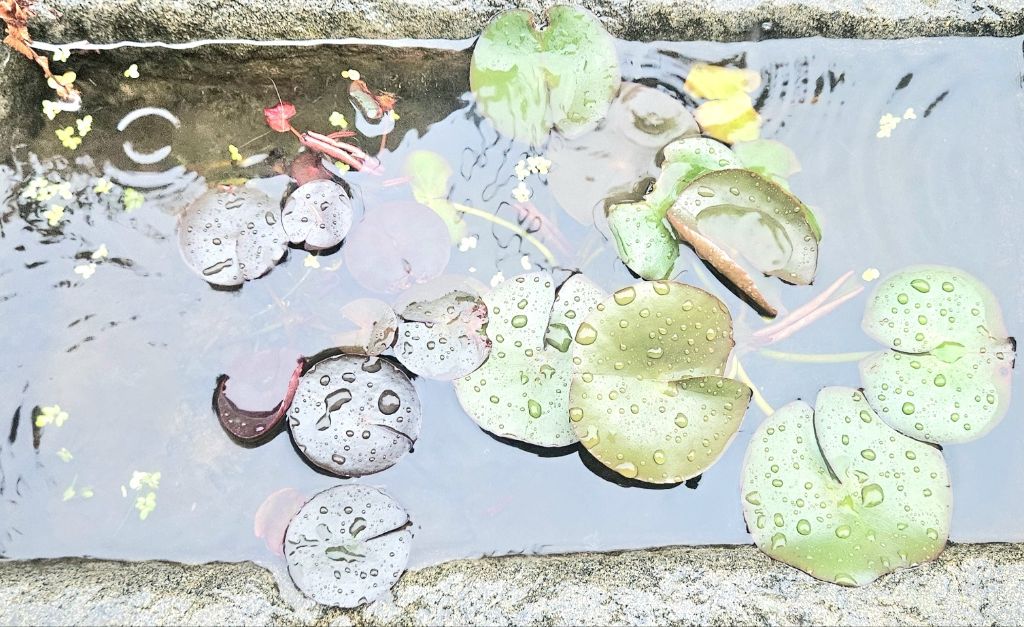 강수청 이미지