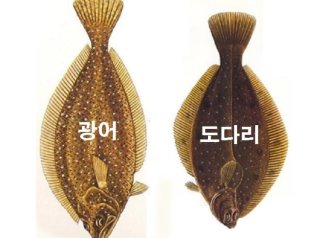 우광 이미지