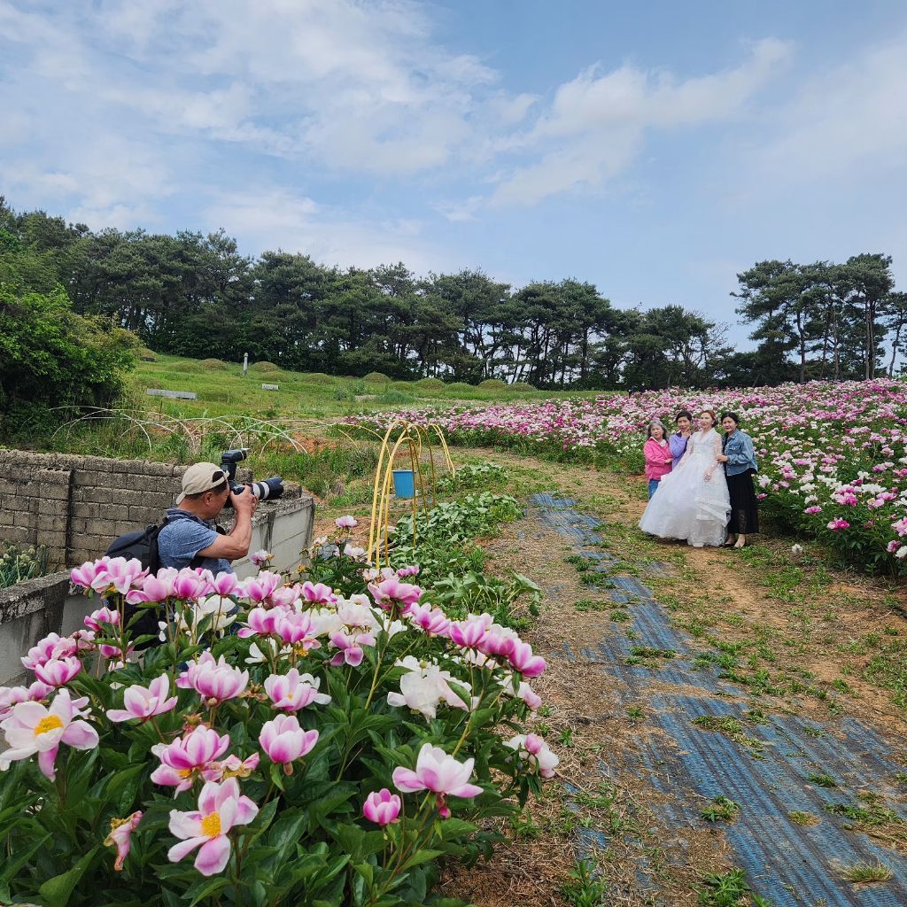 작약정원 이미지