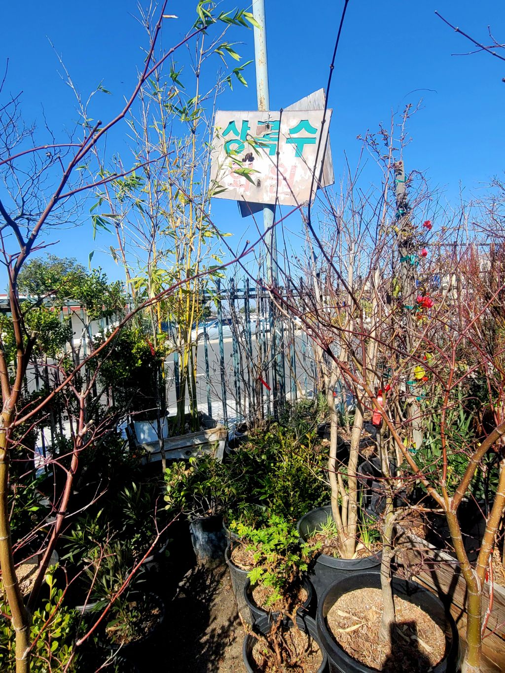 상록수화원 이미지
