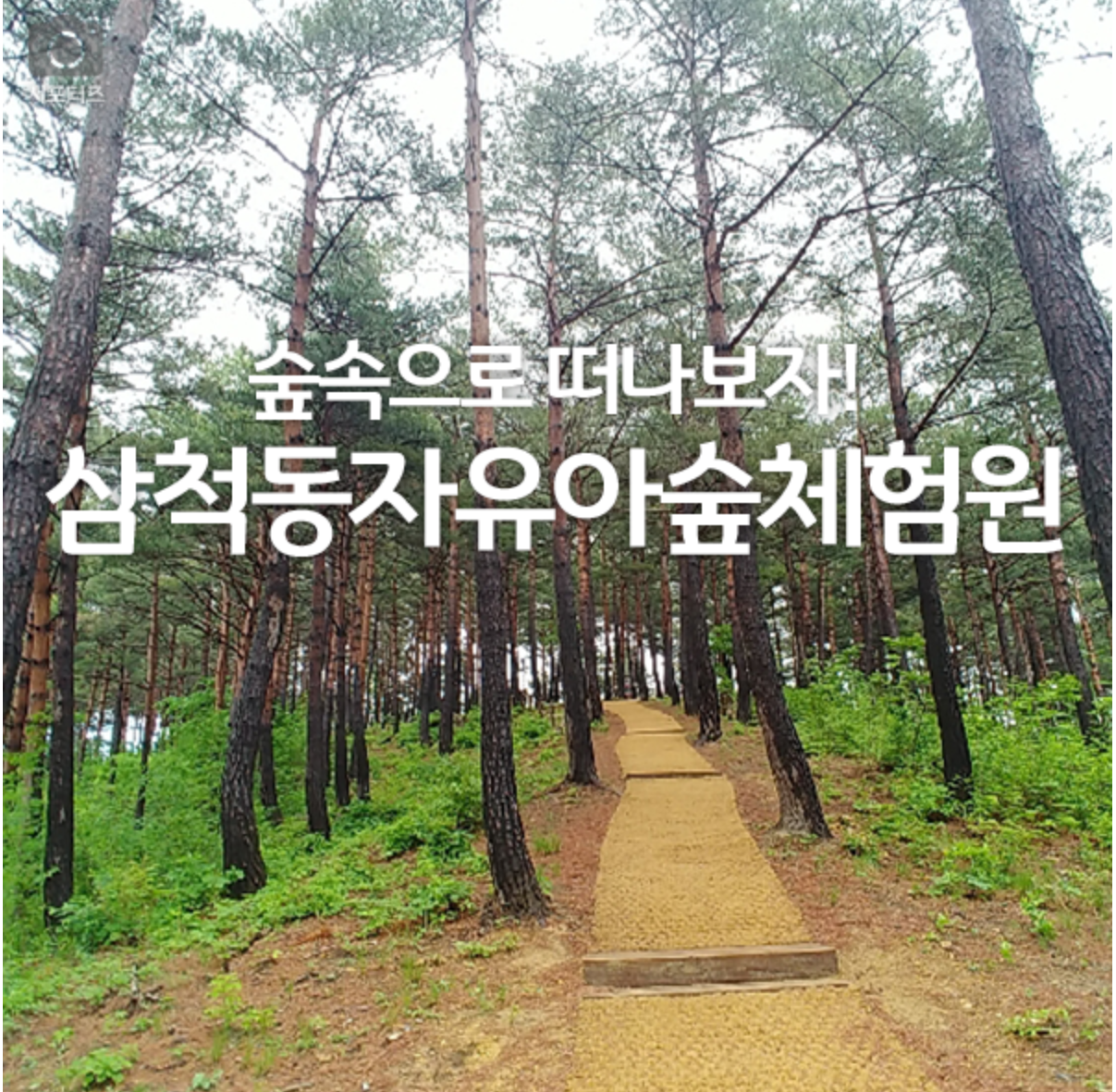 삼척동자 유아숲체험원 이미지