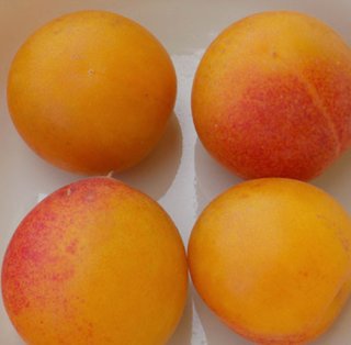 과수원 이미지