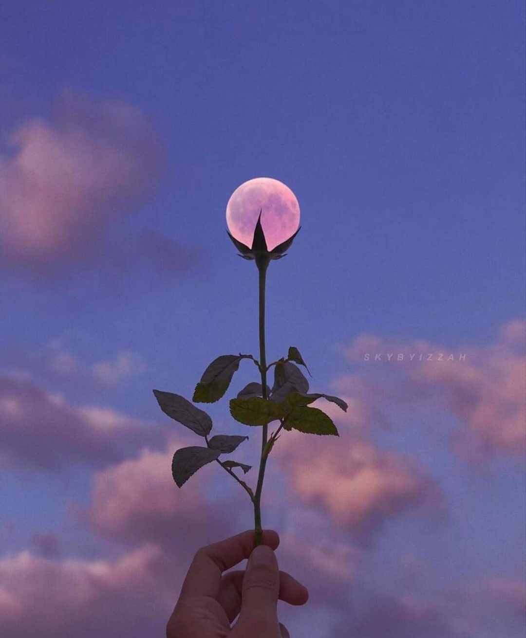 달꽃 이미지