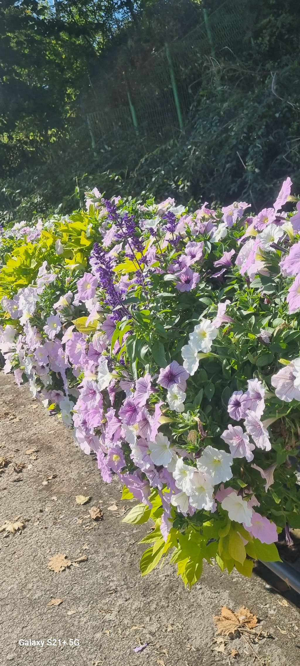 용비쉼터 이미지