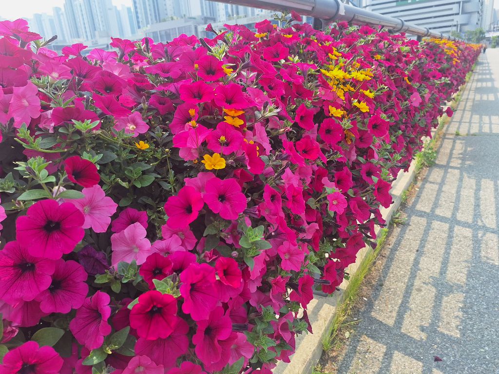 삼겹길 이미지